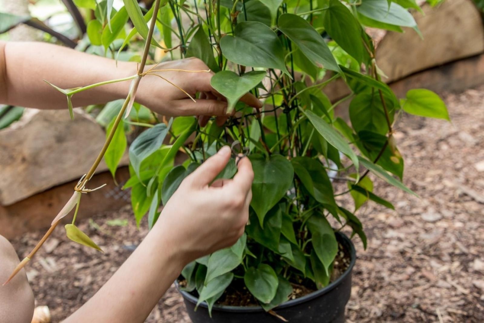 Zdjęcie w galerii na portalu naszraciborz.pl: Powiew egzotyki. Niedaleko Raciborza powstaje las deszczowy wiadomości z regionu