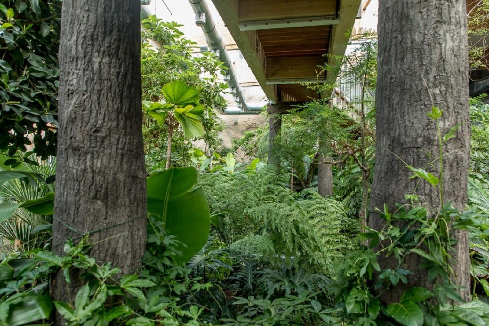 Zdjęcie w galerii na portalu naszraciborz.pl: Powiew egzotyki. Niedaleko Raciborza powstaje las deszczowy wiadomości z regionu