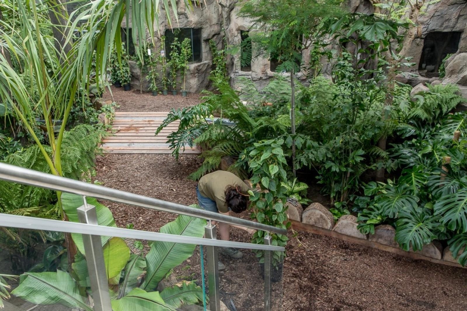Zdjęcie w galerii na portalu naszraciborz.pl: Powiew egzotyki. Niedaleko Raciborza powstaje las deszczowy wiadomości z regionu