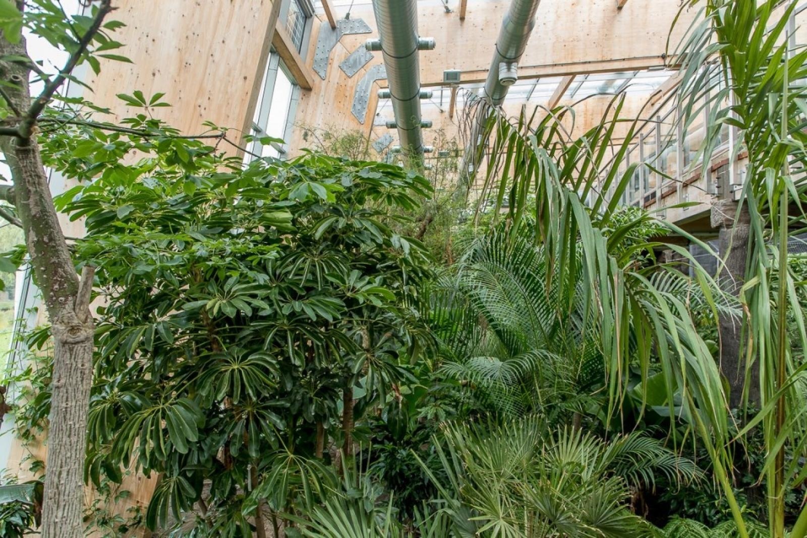 Zdjęcie w galerii na portalu naszraciborz.pl: Powiew egzotyki. Niedaleko Raciborza powstaje las deszczowy wiadomości z regionu