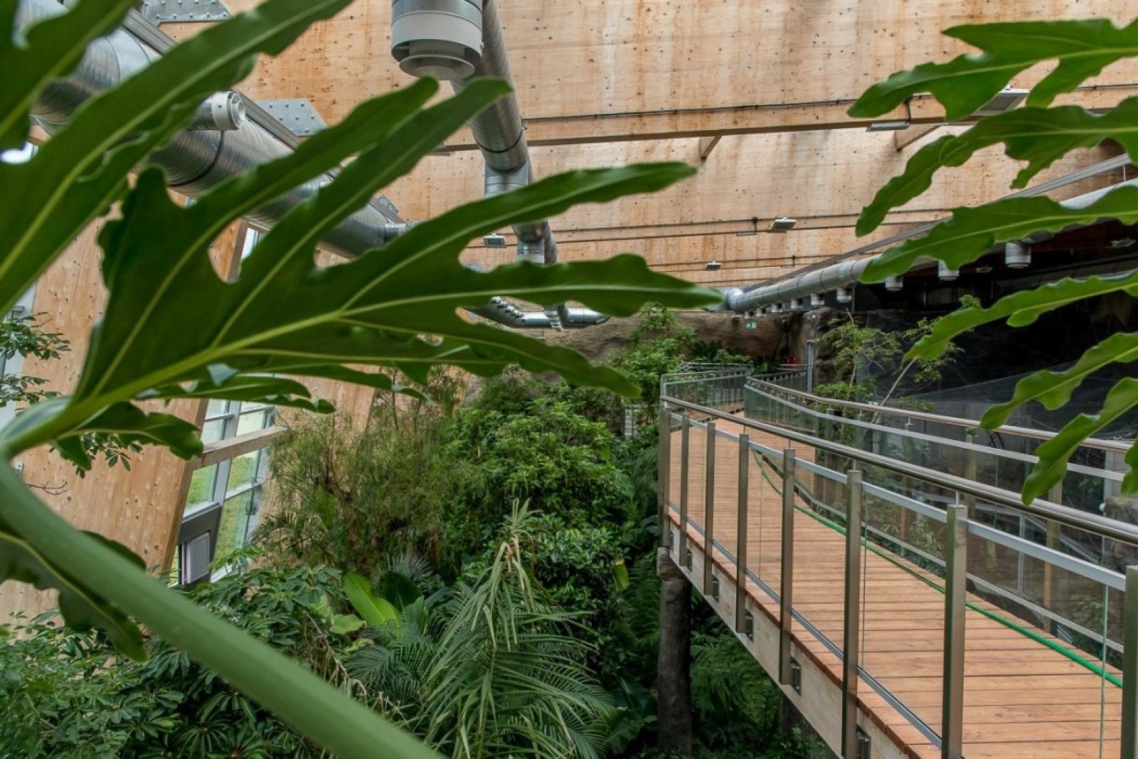 Zdjęcie w galerii na portalu naszraciborz.pl: Powiew egzotyki. Niedaleko Raciborza powstaje las deszczowy wiadomości z regionu