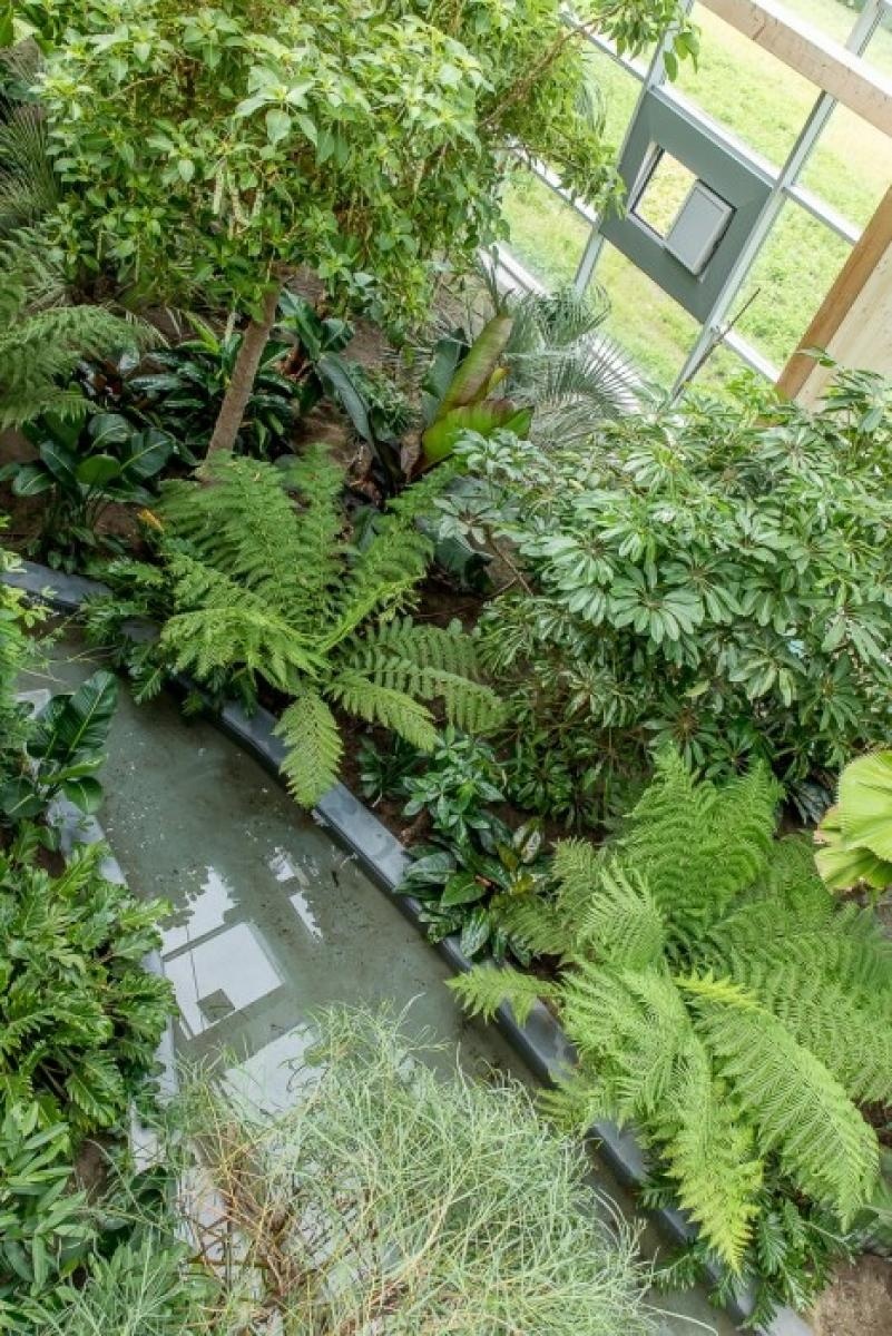 Zdjęcie w galerii na portalu naszraciborz.pl: Powiew egzotyki. Niedaleko Raciborza powstaje las deszczowy wiadomości z regionu