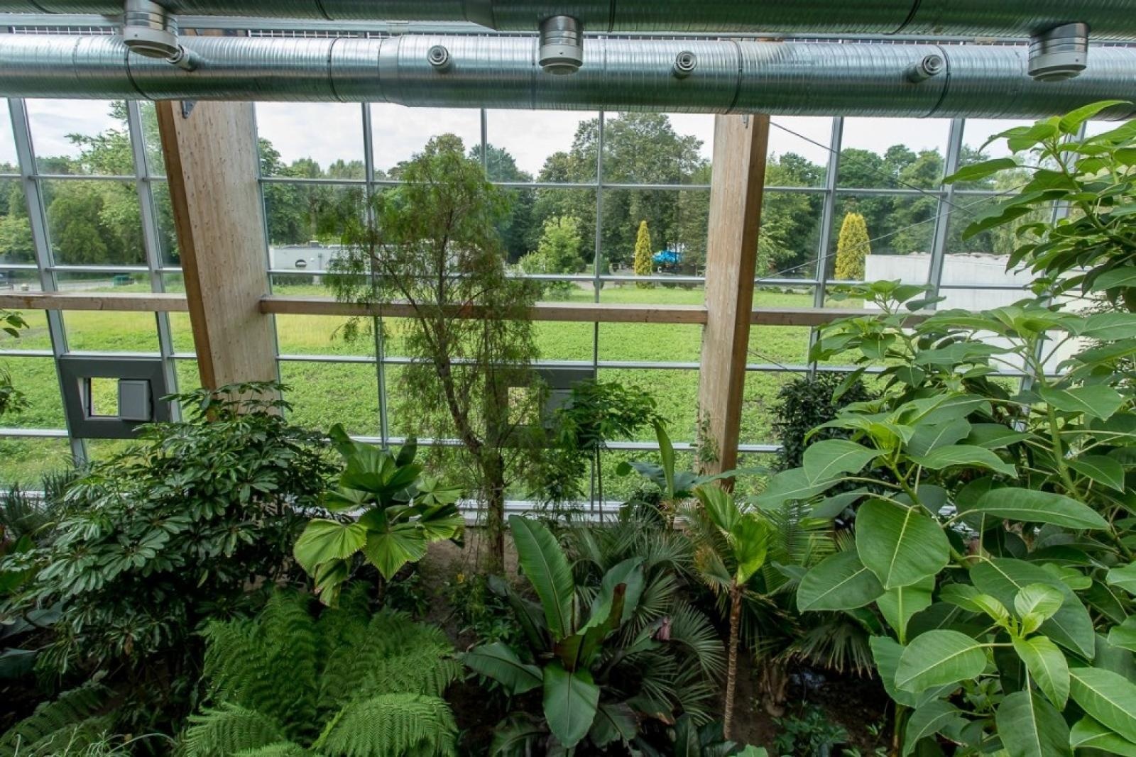 Zdjęcie w galerii na portalu naszraciborz.pl: Powiew egzotyki. Niedaleko Raciborza powstaje las deszczowy wiadomości z regionu