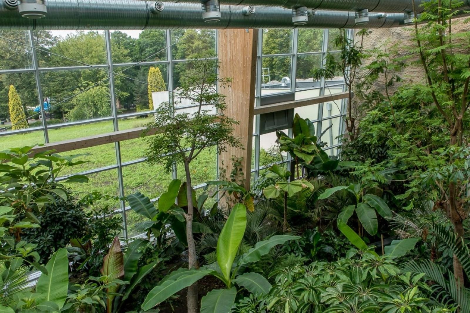 Zdjęcie w galerii na portalu naszraciborz.pl: Powiew egzotyki. Niedaleko Raciborza powstaje las deszczowy wiadomości z regionu