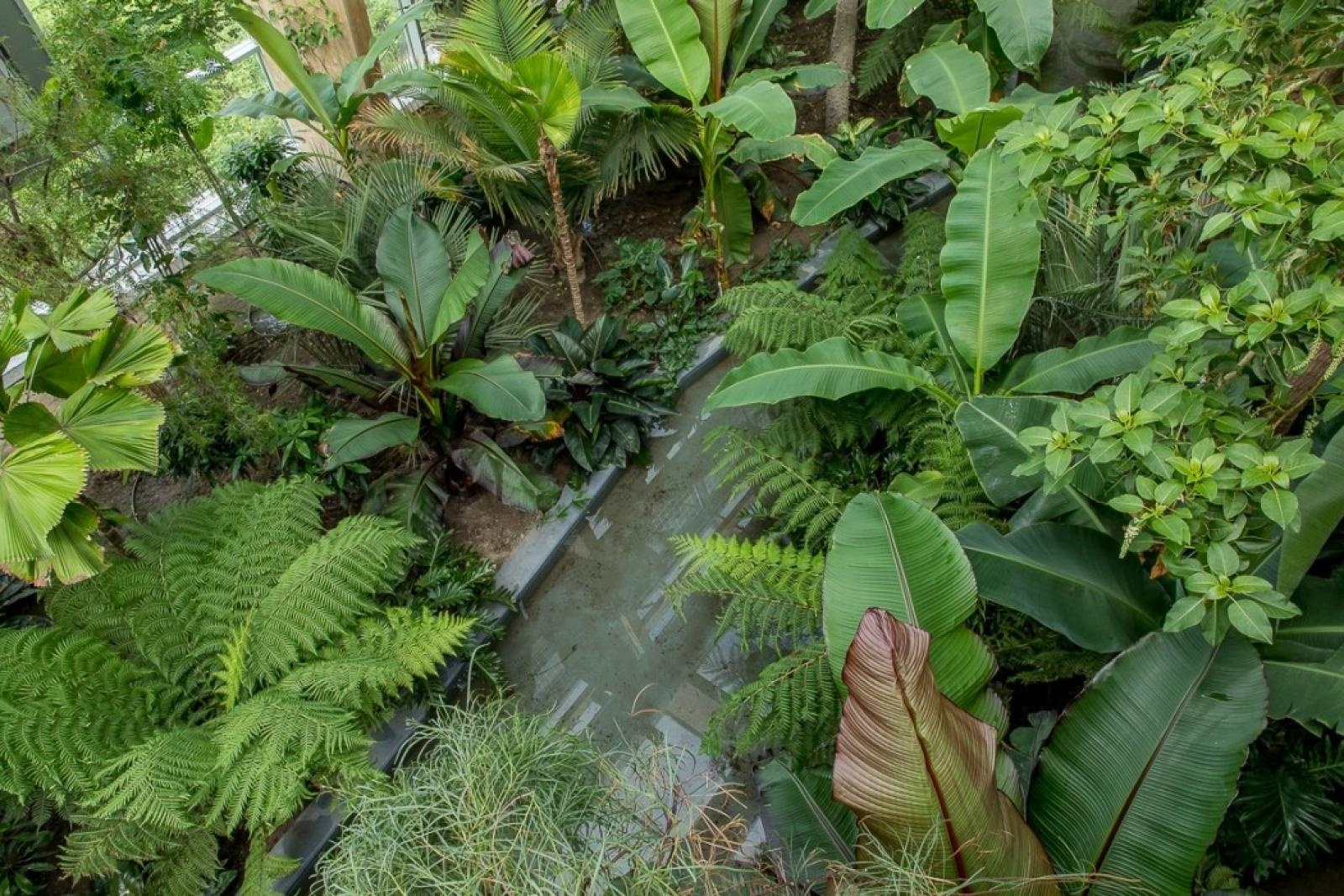 Zdjęcie w galerii na portalu naszraciborz.pl: Powiew egzotyki. Niedaleko Raciborza powstaje las deszczowy wiadomości z regionu