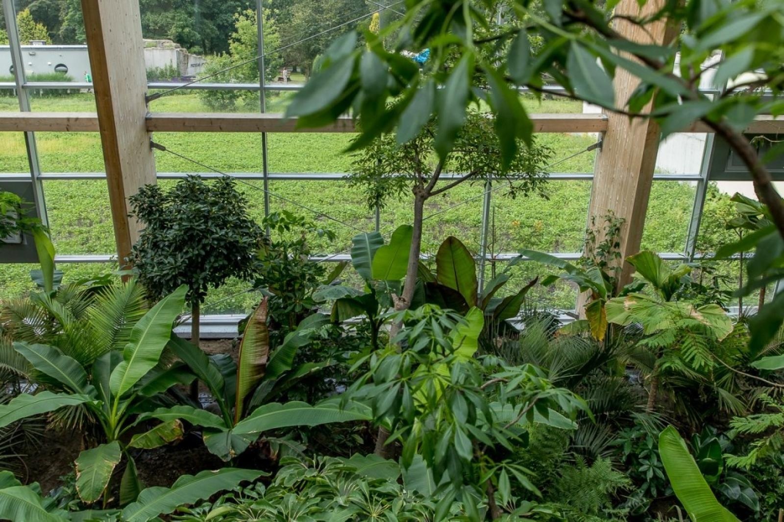 Zdjęcie w galerii na portalu naszraciborz.pl: Powiew egzotyki. Niedaleko Raciborza powstaje las deszczowy wiadomości z regionu