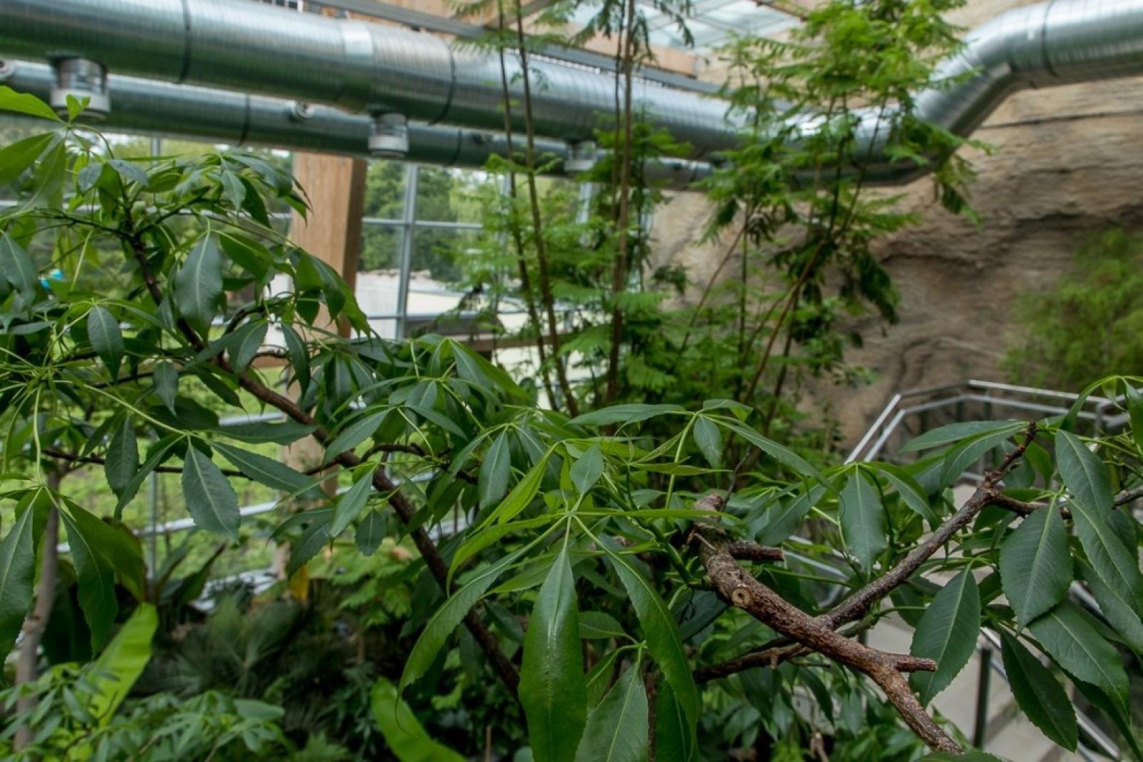 Zdjęcie w galerii na portalu naszraciborz.pl: Powiew egzotyki. Niedaleko Raciborza powstaje las deszczowy wiadomości z regionu