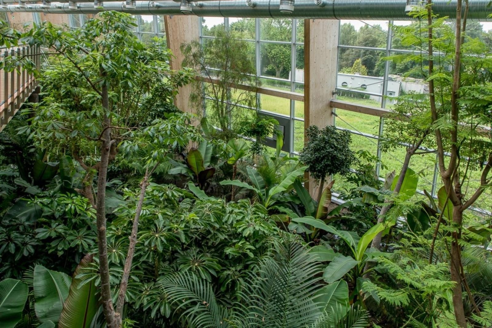 Zdjęcie w galerii na portalu naszraciborz.pl: Powiew egzotyki. Niedaleko Raciborza powstaje las deszczowy wiadomości z regionu