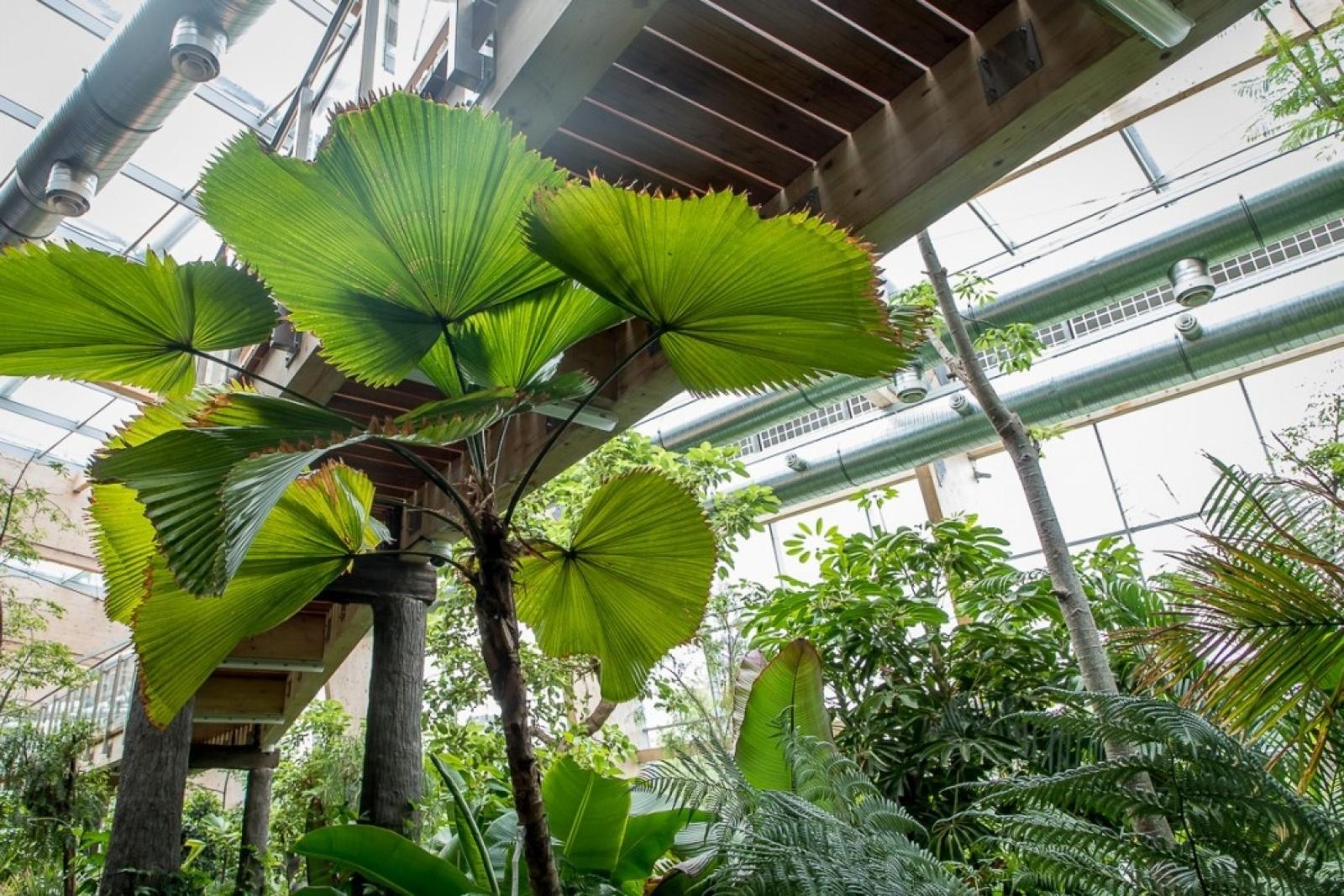 Zdjęcie w galerii na portalu naszraciborz.pl: Powiew egzotyki. Niedaleko Raciborza powstaje las deszczowy wiadomości z regionu