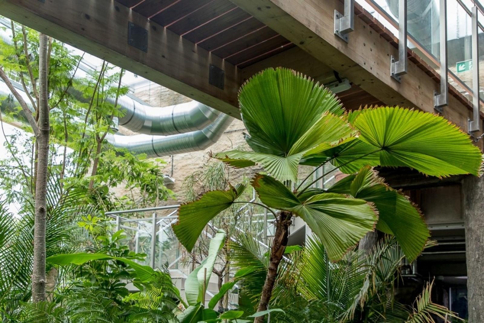 Zdjęcie w galerii na portalu naszraciborz.pl: Powiew egzotyki. Niedaleko Raciborza powstaje las deszczowy wiadomości z regionu