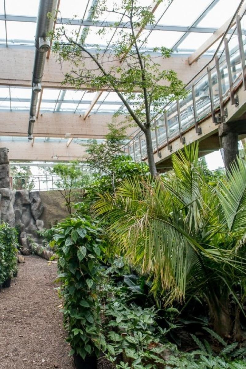 Zdjęcie w galerii na portalu naszraciborz.pl: Powiew egzotyki. Niedaleko Raciborza powstaje las deszczowy wiadomości z regionu