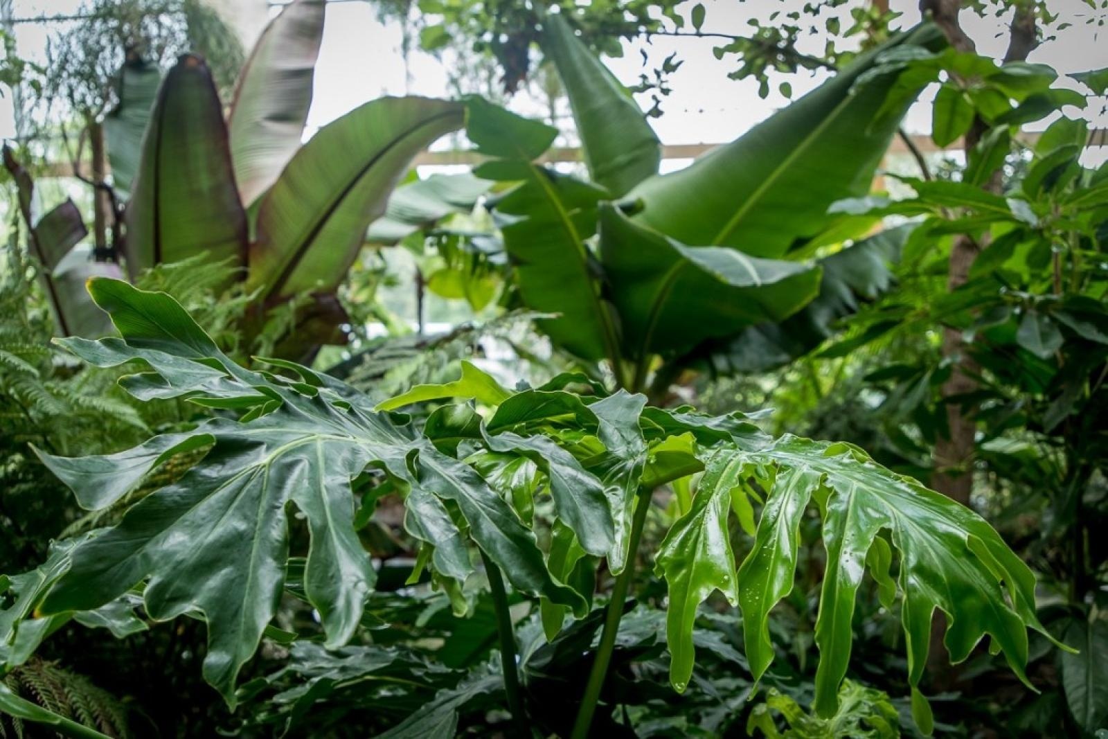 Zdjęcie w galerii na portalu naszraciborz.pl: Powiew egzotyki. Niedaleko Raciborza powstaje las deszczowy wiadomości z regionu