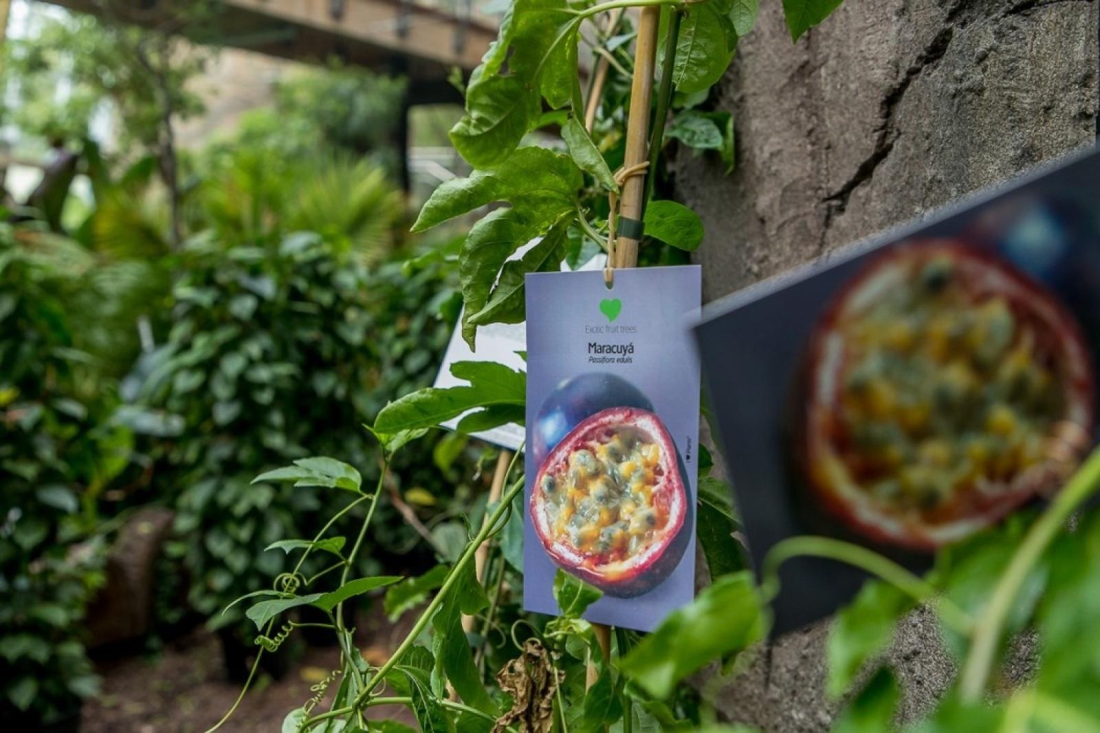 Zdjęcie w galerii na portalu naszraciborz.pl: Powiew egzotyki. Niedaleko Raciborza powstaje las deszczowy wiadomości z regionu