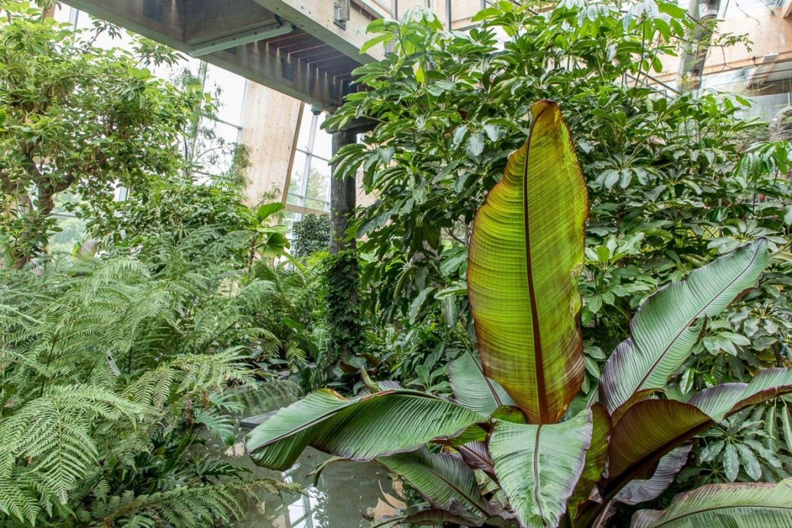 Zdjęcie w galerii na portalu naszraciborz.pl: Powiew egzotyki. Niedaleko Raciborza powstaje las deszczowy wiadomości z regionu