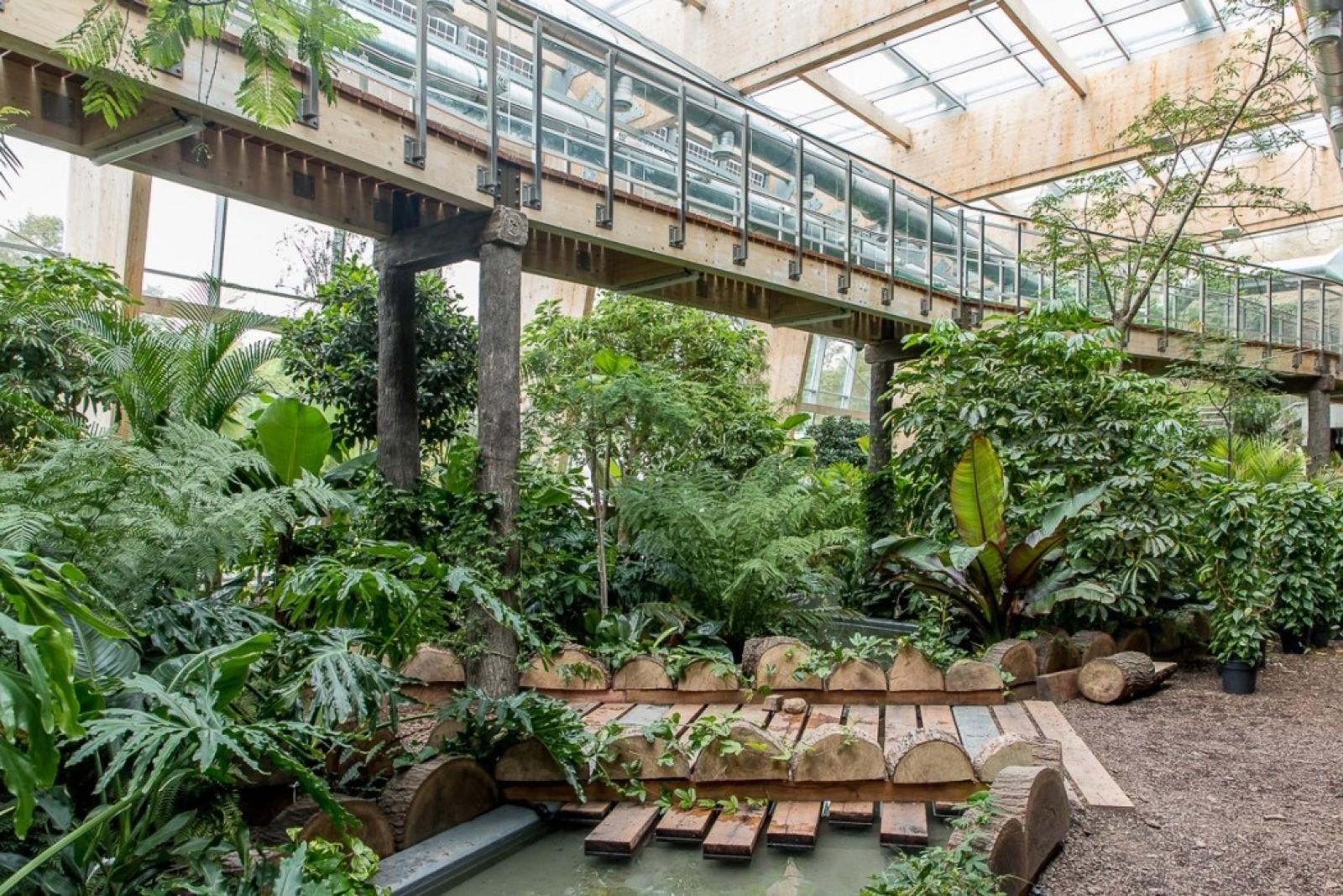 Zdjęcie w galerii na portalu naszraciborz.pl: Powiew egzotyki. Niedaleko Raciborza powstaje las deszczowy wiadomości z regionu