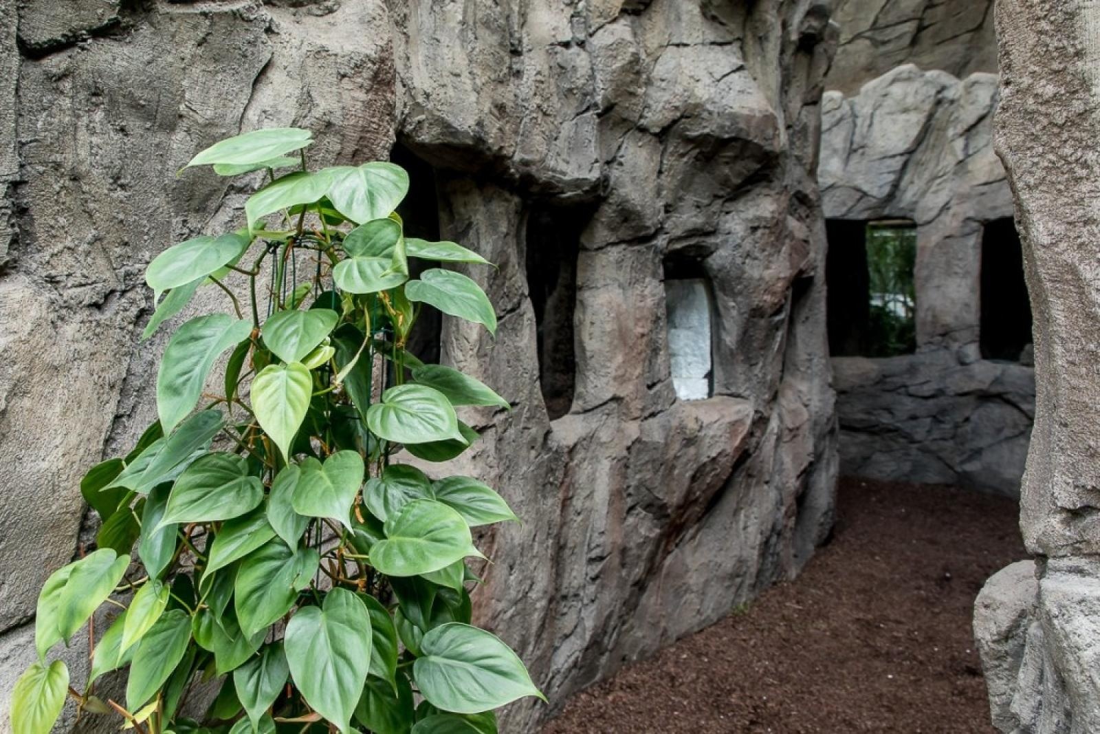 Zdjęcie w galerii na portalu naszraciborz.pl: Powiew egzotyki. Niedaleko Raciborza powstaje las deszczowy wiadomości z regionu