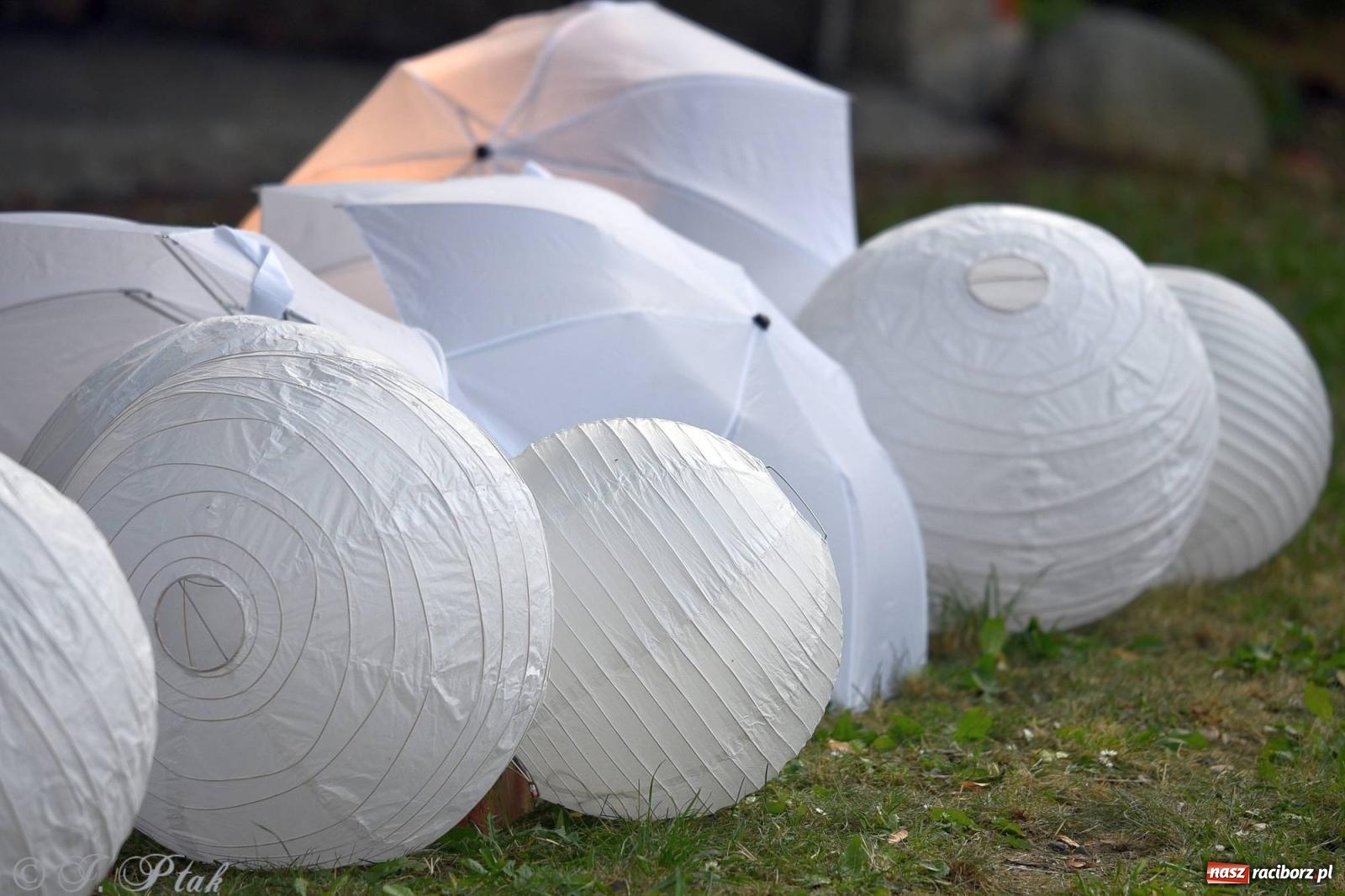 Zdjęcie w galerii na portalu naszraciborz.pl: Perspektywa Okolicy zagrała w ogrodzie Strzechy [FOTO i WIDEO] wiadomości z regionu