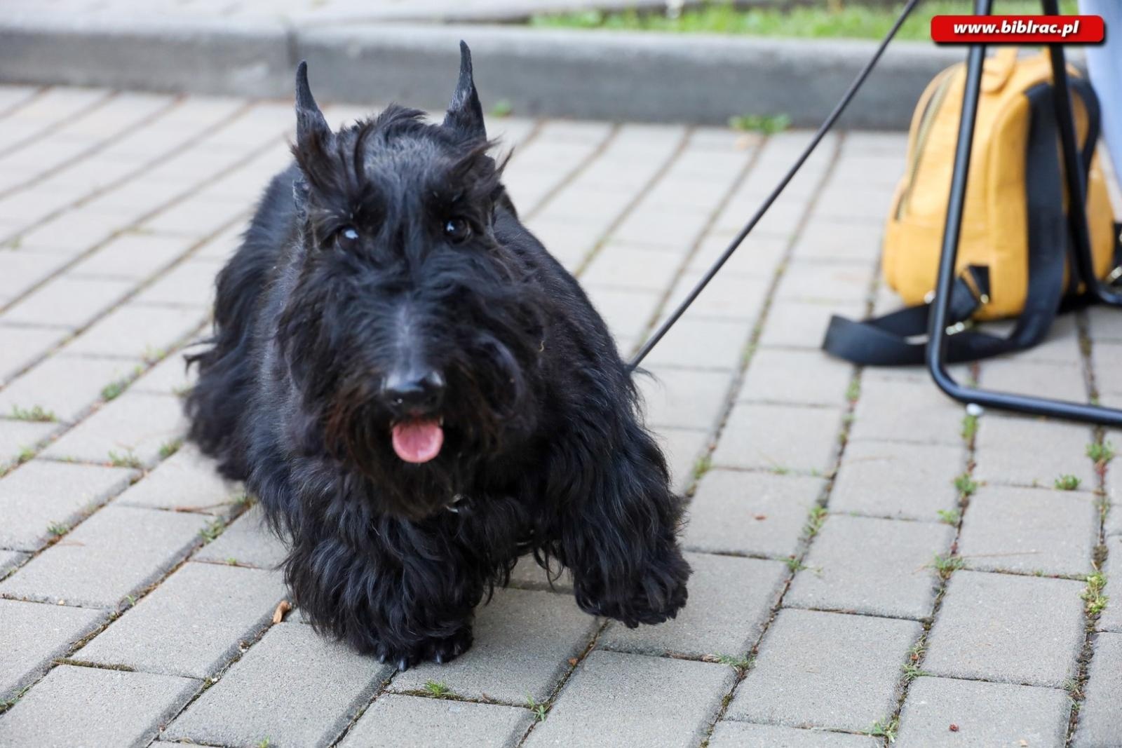 Zdjęcie w galerii na portalu naszraciborz.pl: Agnieszka Grochowicz zachwyciła publiczność podczas koncertu przed biblioteką wiadomości z regionu