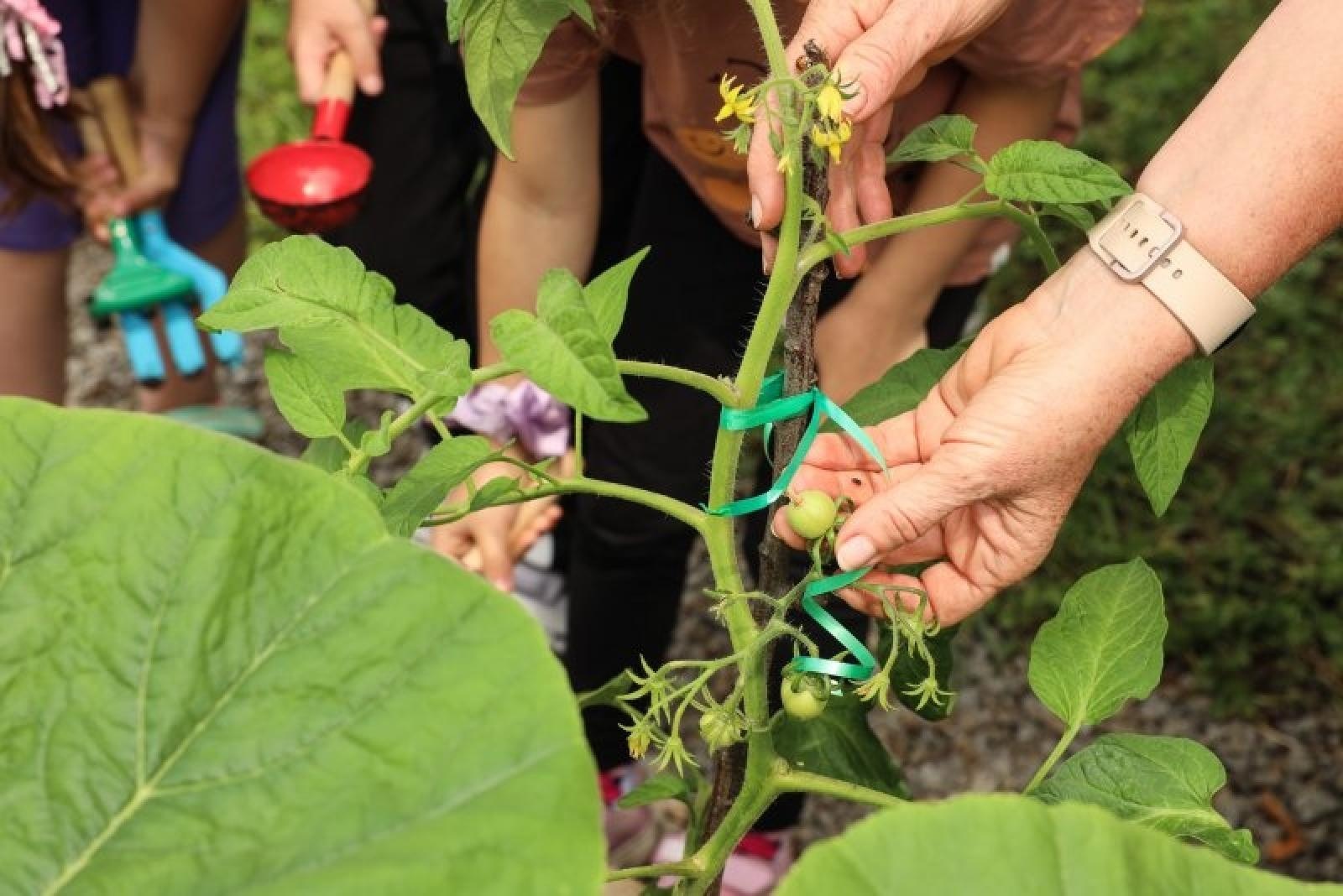 Zdjęcie w galerii na portalu naszraciborz.pl: Raciborskie przedszkolaki jedzą warzywa z własnego ogródka wiadomości z regionu