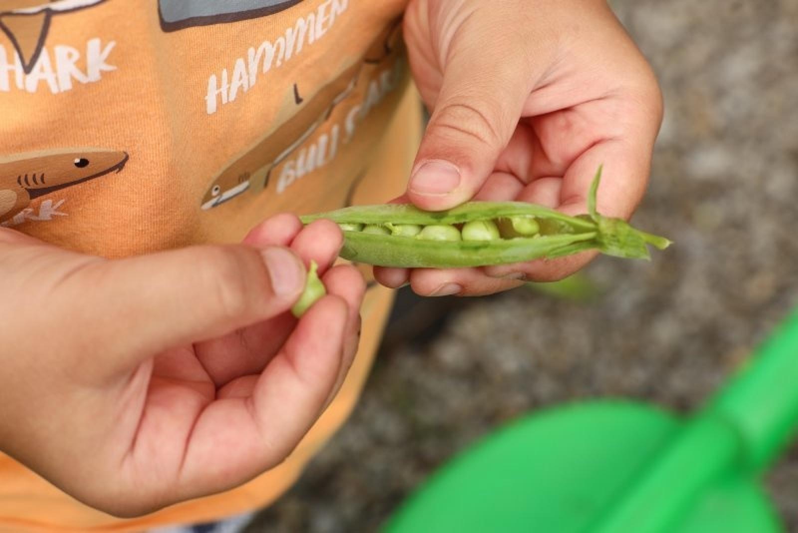 Zdjęcie w galerii na portalu naszraciborz.pl: Raciborskie przedszkolaki jedzą warzywa z własnego ogródka wiadomości z regionu