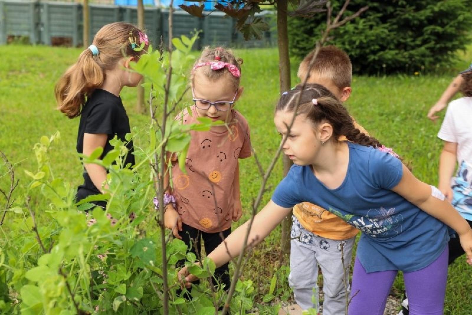 Zdjęcie w galerii na portalu naszraciborz.pl: Raciborskie przedszkolaki jedzą warzywa z własnego ogródka wiadomości z regionu
