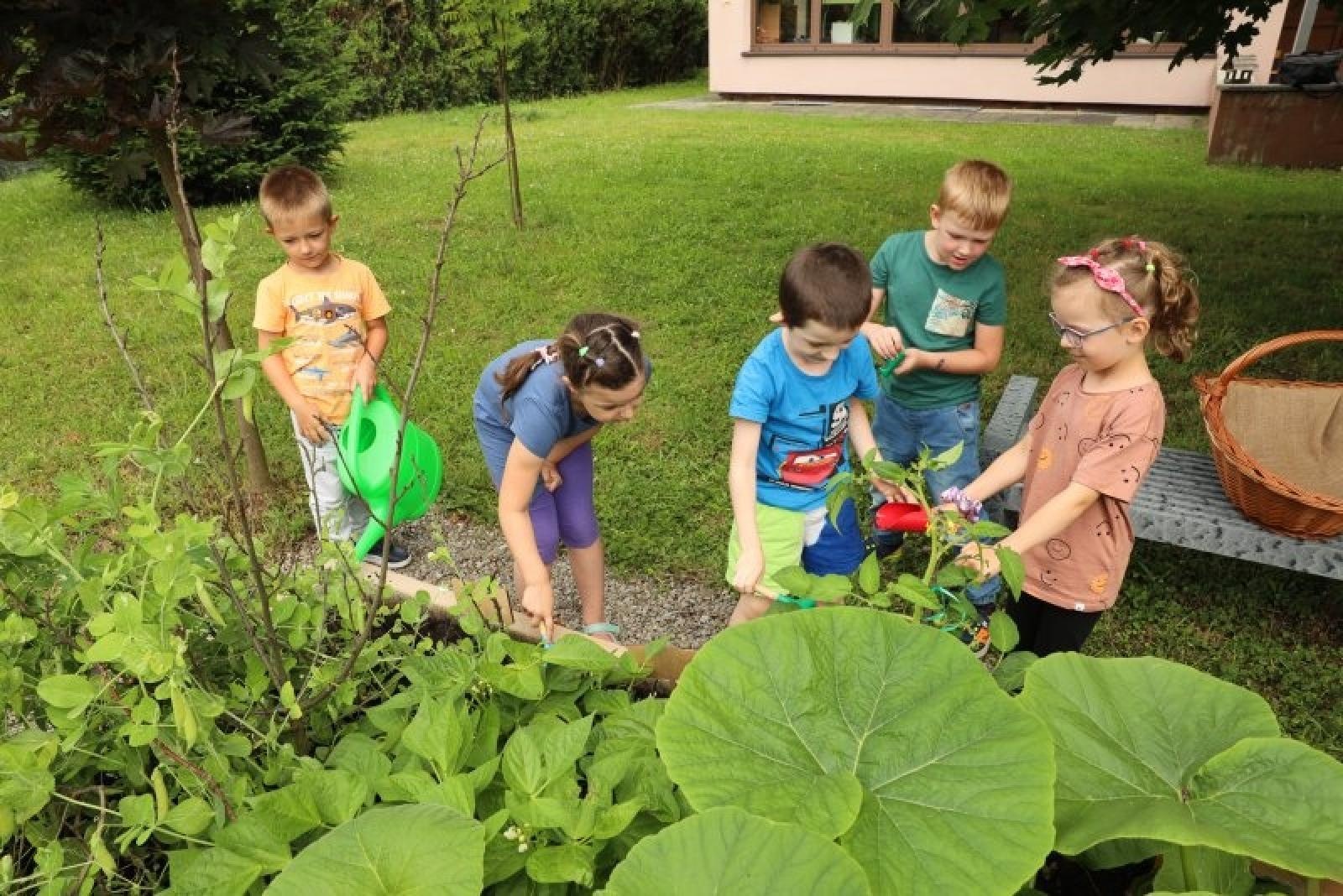 Zdjęcie w galerii na portalu naszraciborz.pl: Raciborskie przedszkolaki jedzą warzywa z własnego ogródka wiadomości z regionu