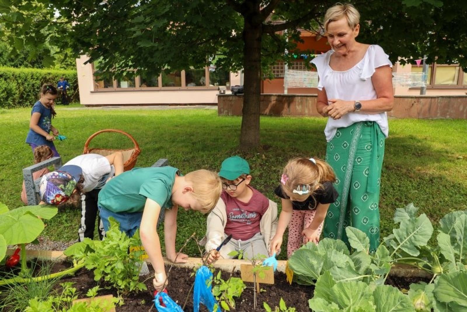 Zdjęcie w galerii na portalu naszraciborz.pl: Raciborskie przedszkolaki jedzą warzywa z własnego ogródka wiadomości z regionu
