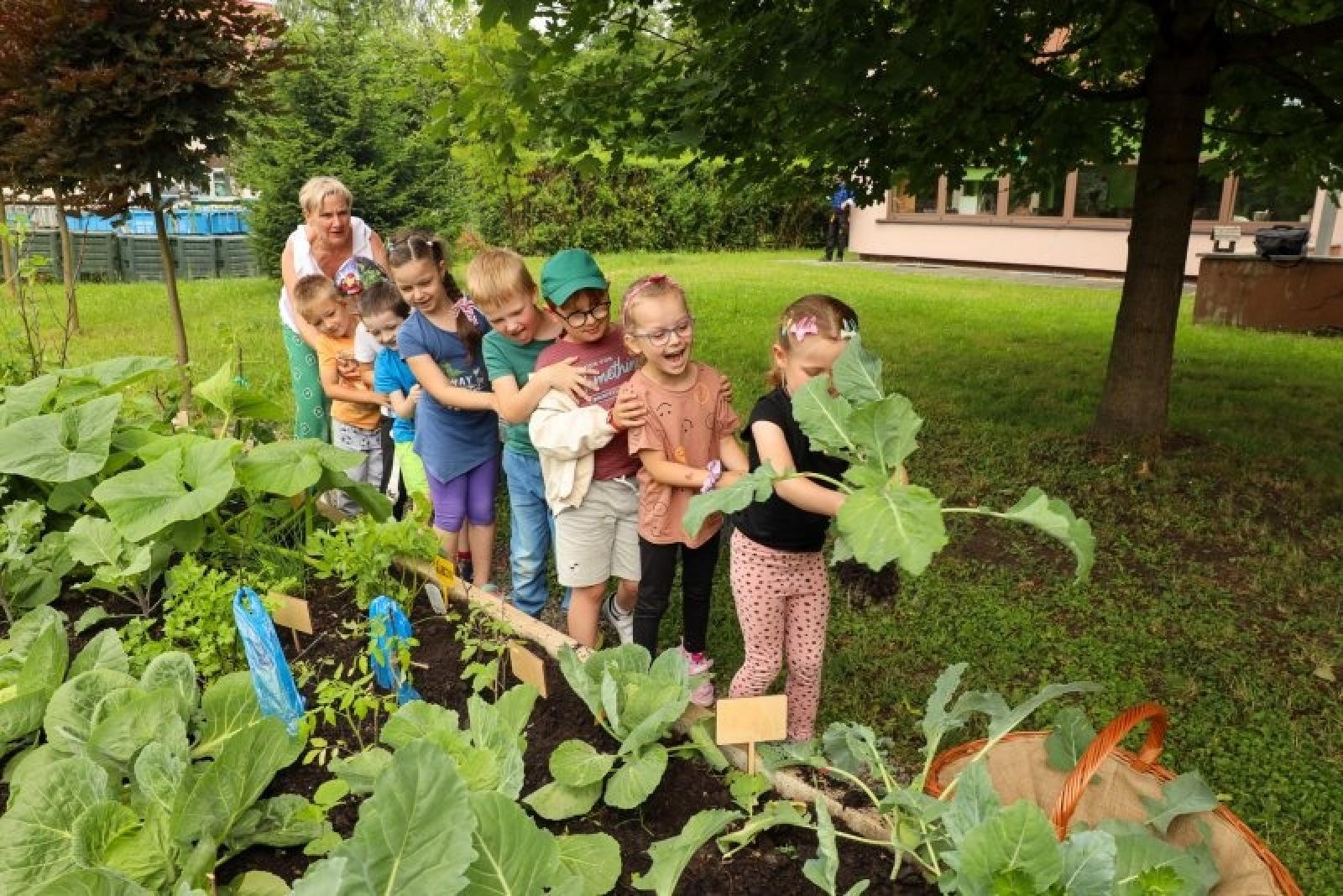 Zdjęcie w galerii na portalu naszraciborz.pl: Raciborskie przedszkolaki jedzą warzywa z własnego ogródka wiadomości z regionu