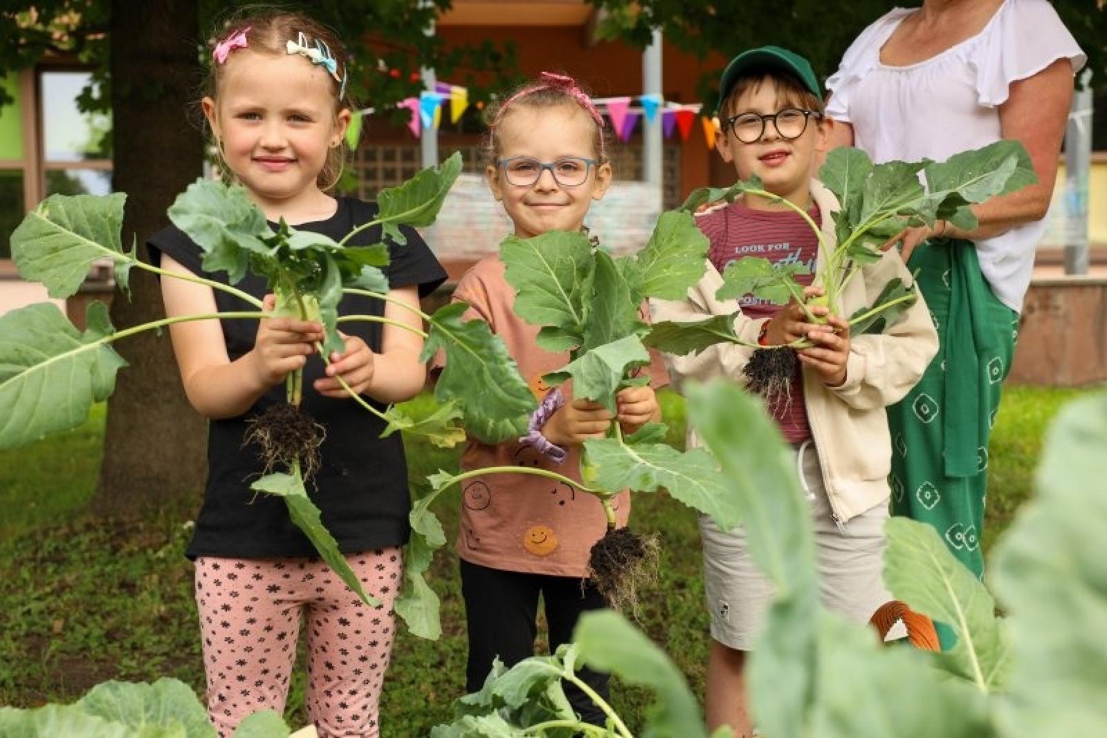 Zdjęcie w galerii na portalu naszraciborz.pl: Raciborskie przedszkolaki jedzą warzywa z własnego ogródka wiadomości z regionu