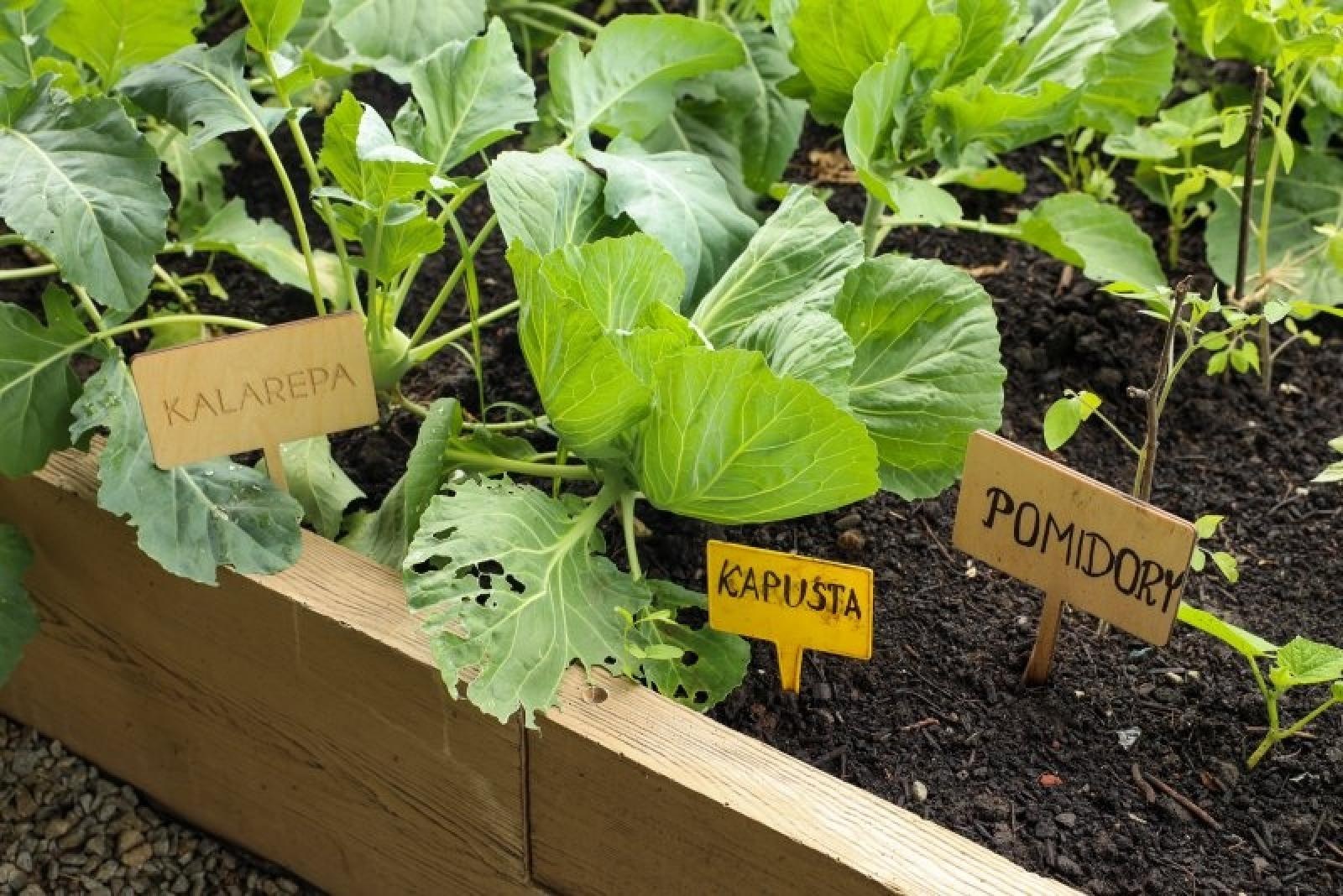 Zdjęcie w galerii na portalu naszraciborz.pl: Raciborskie przedszkolaki jedzą warzywa z własnego ogródka wiadomości z regionu