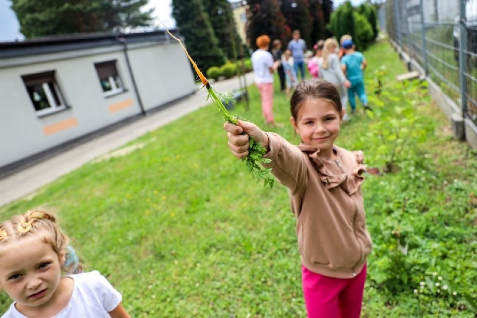 Zdjęcie w galerii na portalu naszraciborz.pl: Raciborskie przedszkolaki jedzą warzywa z własnego ogródka wiadomości z regionu