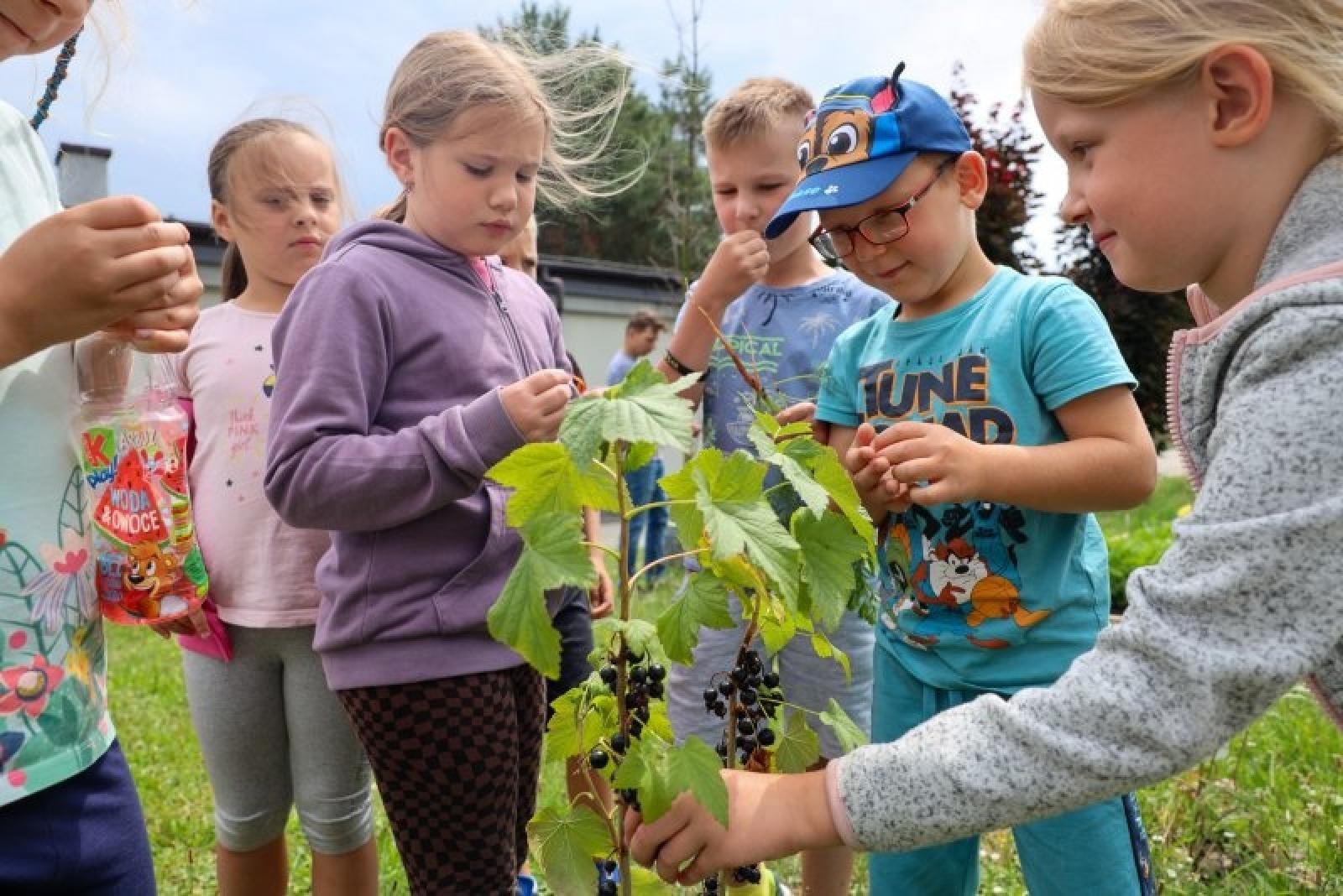 Zdjęcie w galerii na portalu naszraciborz.pl: Raciborskie przedszkolaki jedzą warzywa z własnego ogródka wiadomości z regionu