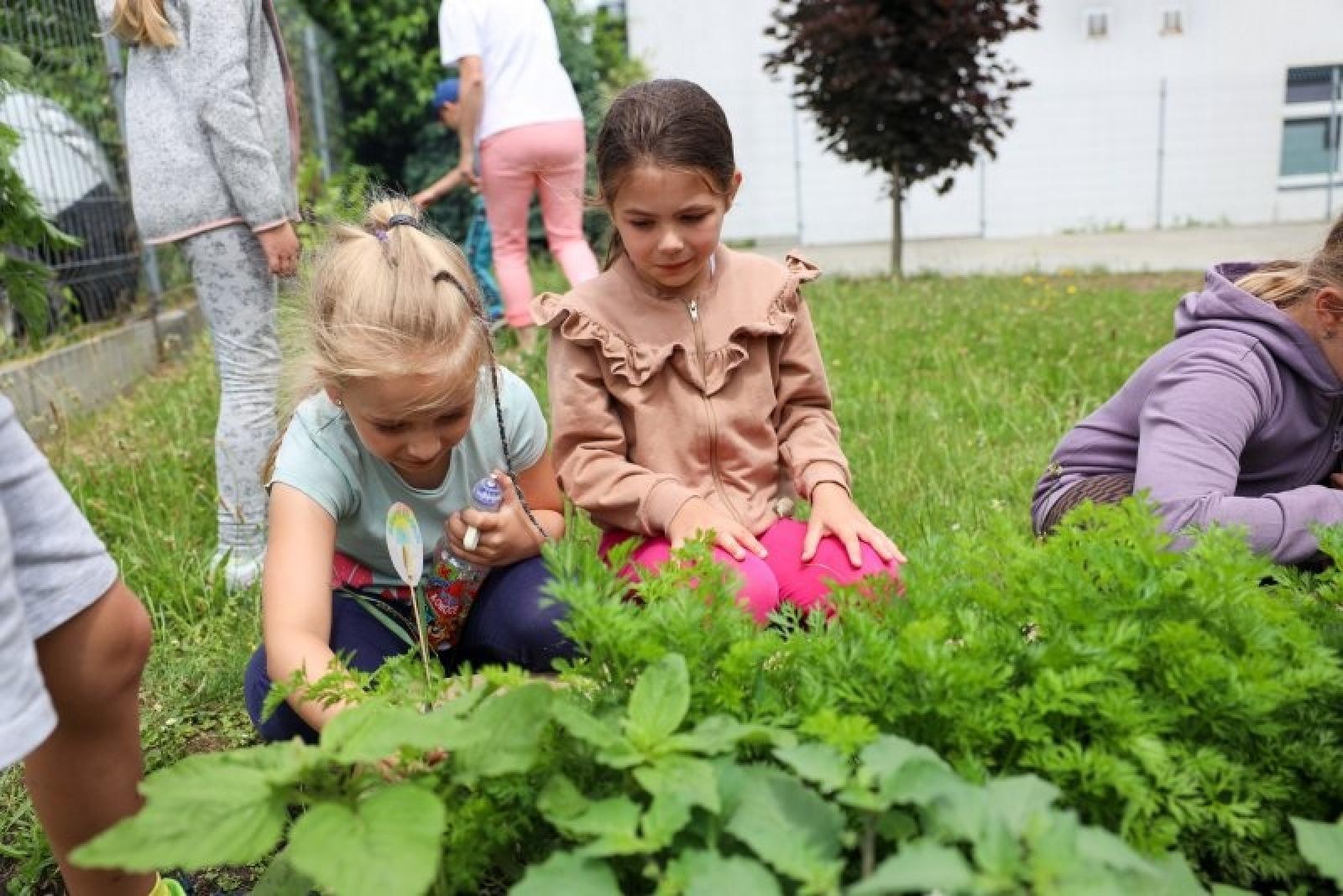 Zdjęcie w galerii na portalu naszraciborz.pl: Raciborskie przedszkolaki jedzą warzywa z własnego ogródka wiadomości z regionu
