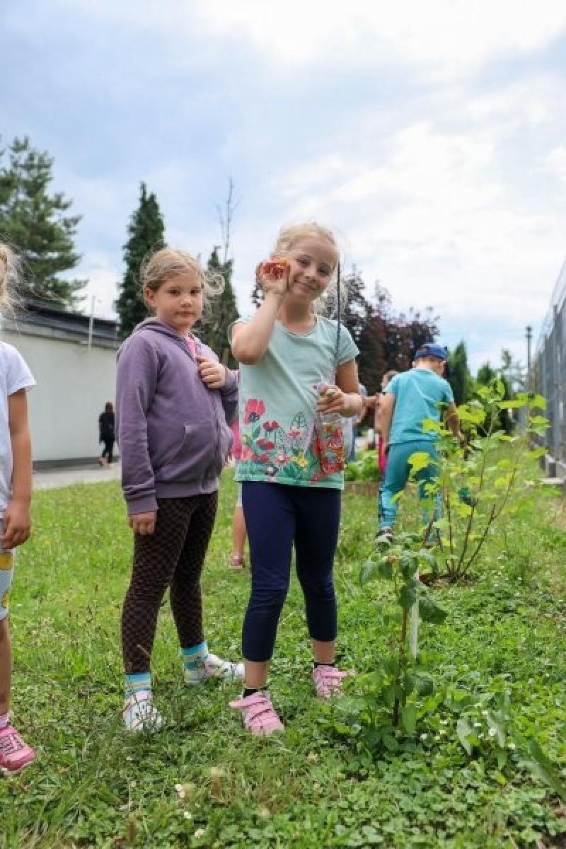 Zdjęcie w galerii na portalu naszraciborz.pl: Raciborskie przedszkolaki jedzą warzywa z własnego ogródka wiadomości z regionu