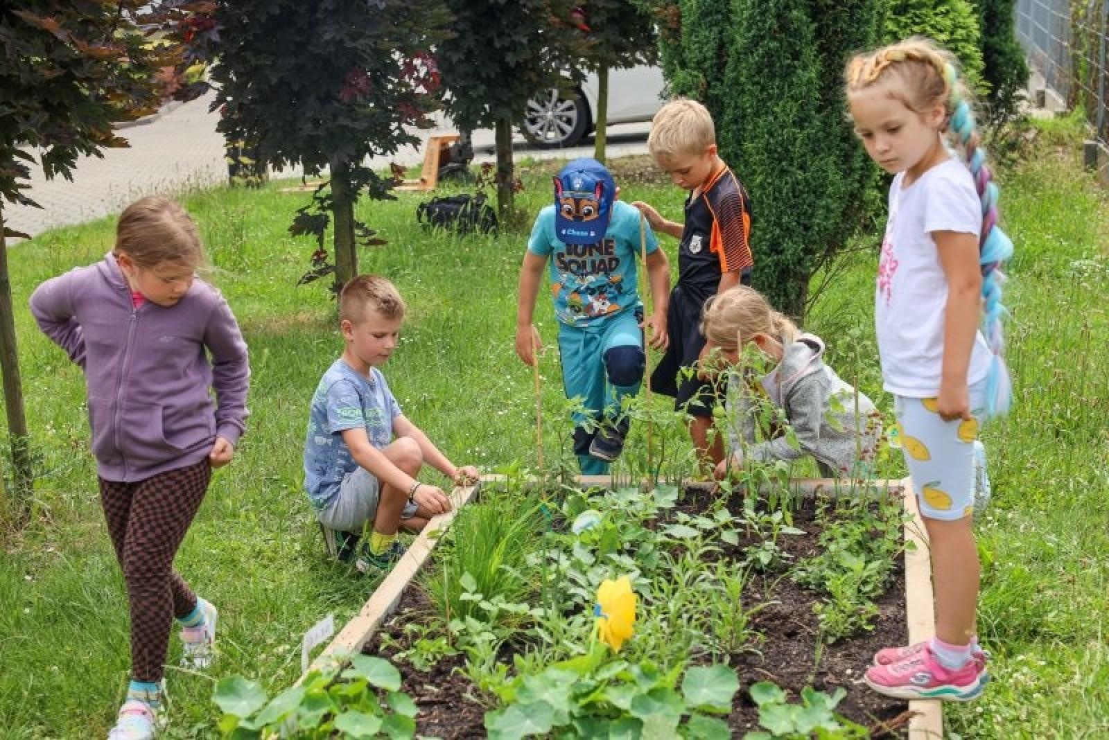 Zdjęcie w galerii na portalu naszraciborz.pl: Raciborskie przedszkolaki jedzą warzywa z własnego ogródka wiadomości z regionu