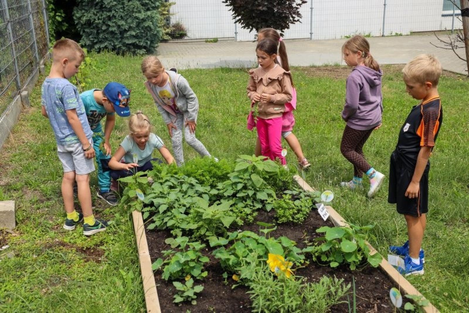 Zdjęcie w galerii na portalu naszraciborz.pl: Raciborskie przedszkolaki jedzą warzywa z własnego ogródka wiadomości z regionu