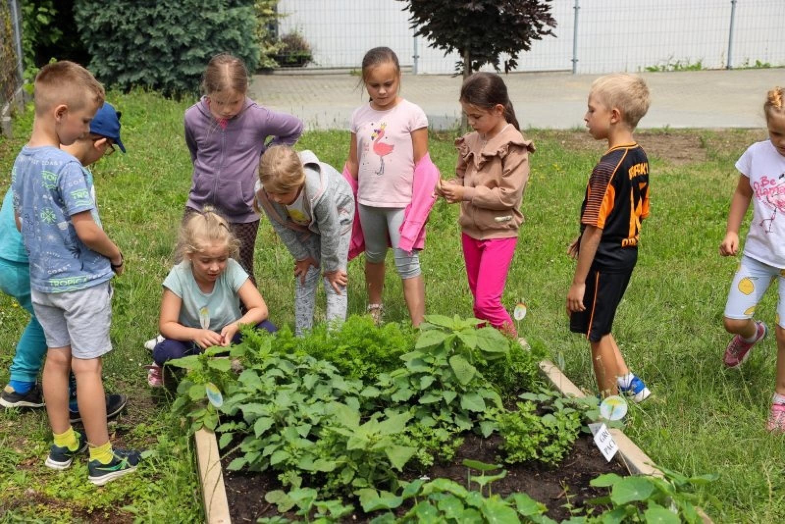 Zdjęcie w galerii na portalu naszraciborz.pl: Raciborskie przedszkolaki jedzą warzywa z własnego ogródka wiadomości z regionu
