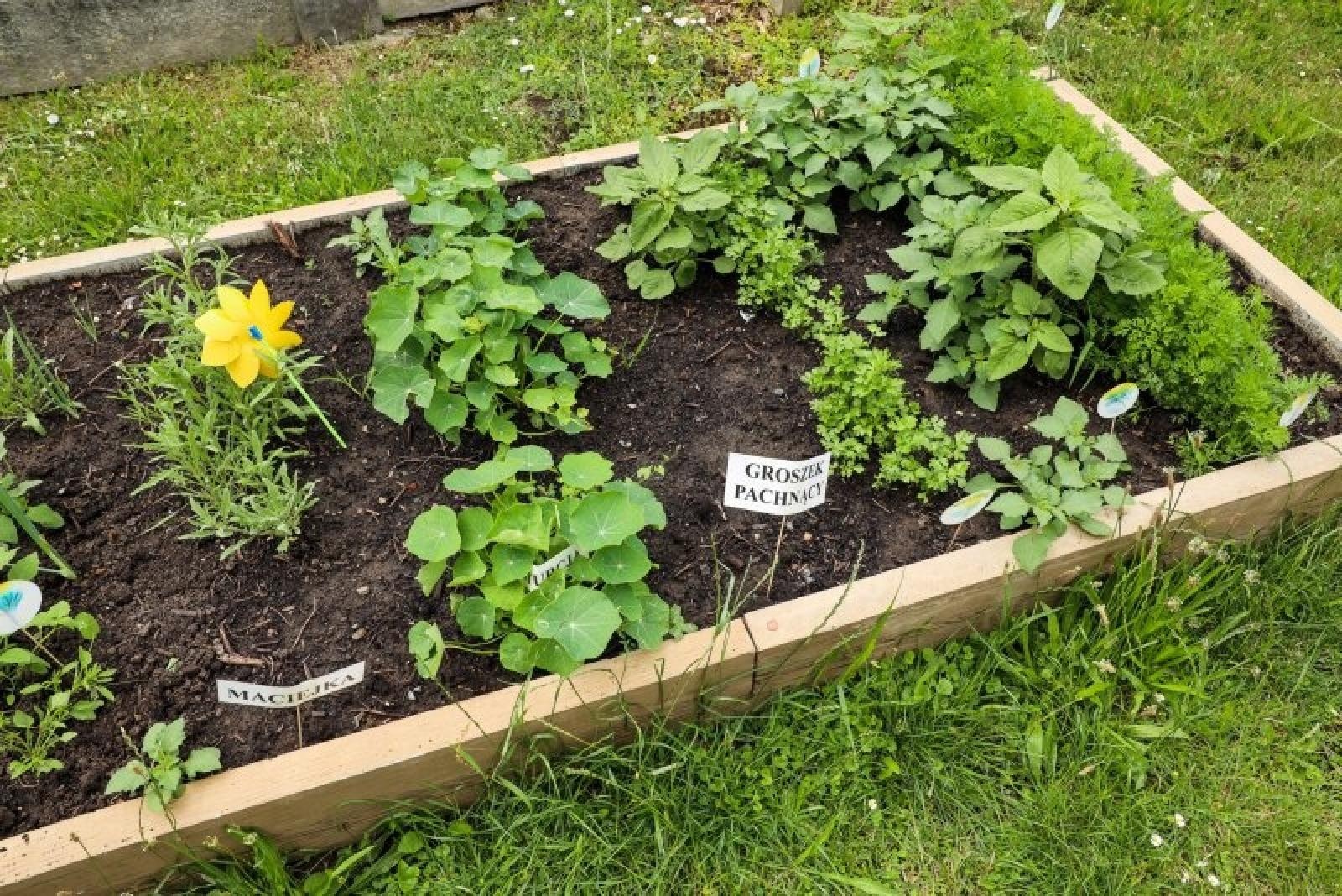 Zdjęcie w galerii na portalu naszraciborz.pl: Raciborskie przedszkolaki jedzą warzywa z własnego ogródka wiadomości z regionu