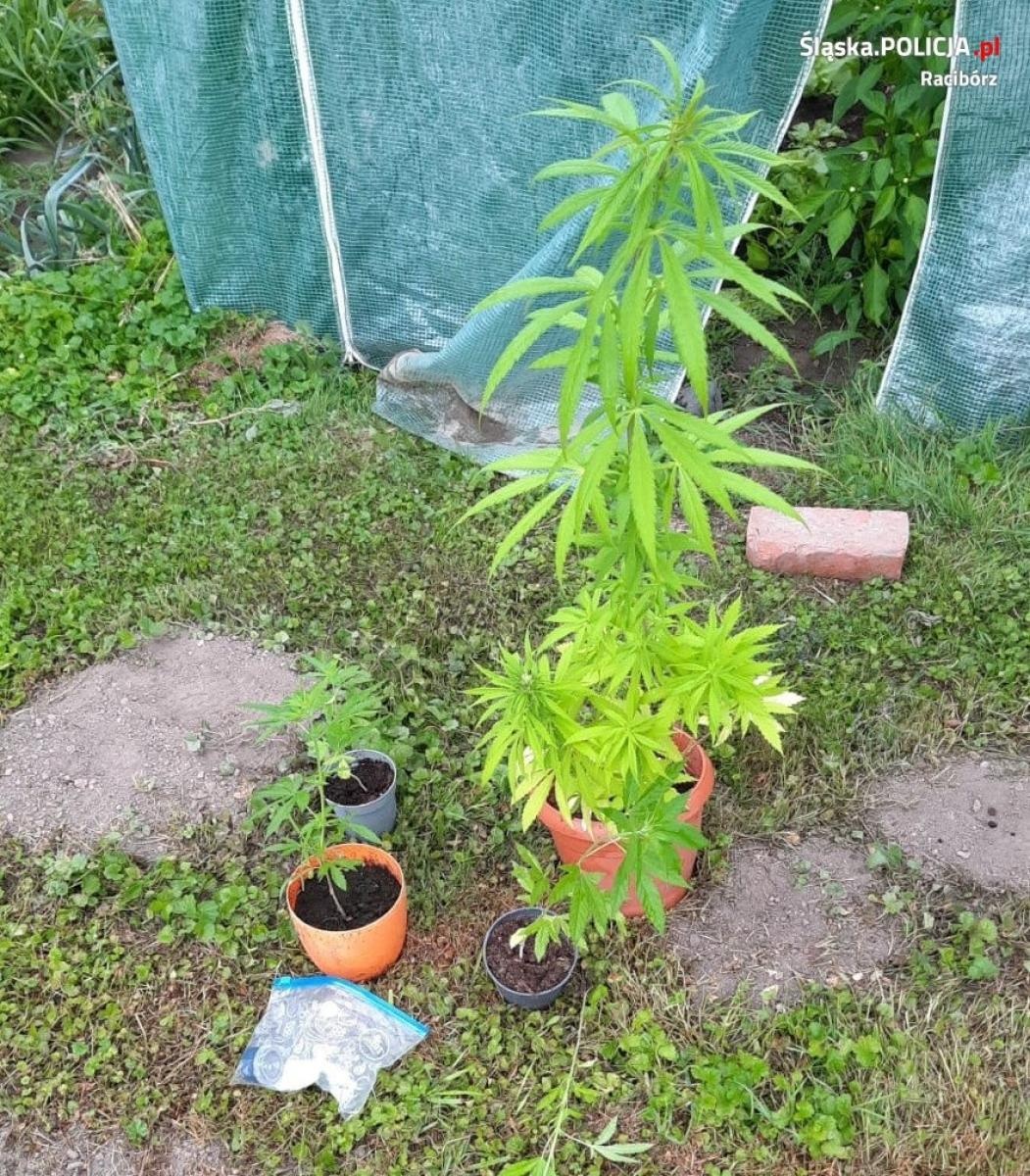 Zdjęcie w galerii na portalu naszraciborz.pl: Uprawa marihuany zlikwidowana w Bieńkowicach wiadomości z regionu