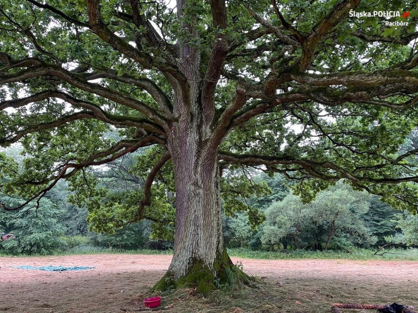 Zdjęcie w galerii na portalu naszraciborz.pl: Od nocy trwały poszukiwania 15-letniego harcerza z obozu w Kuźni Raciborskiej [AKTUALIZACJA] wiadomości z regionu