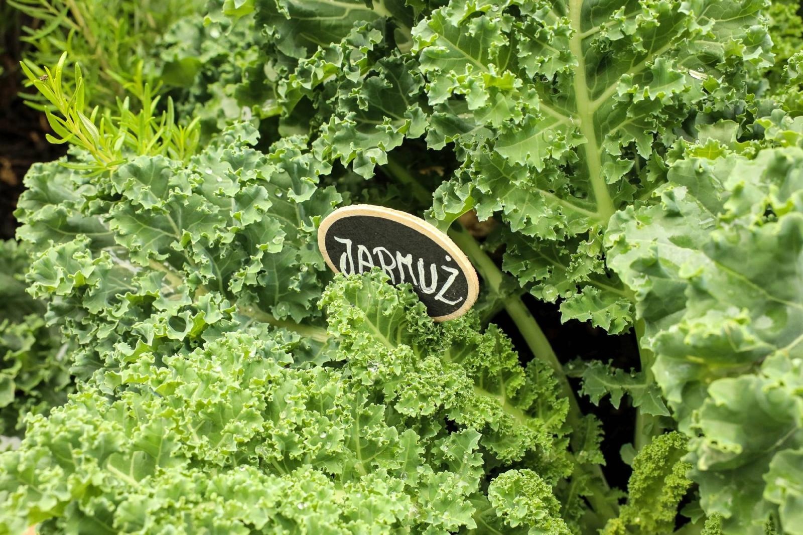 Zdjęcie w galerii na portalu naszraciborz.pl: Obfite zbiory warzyw i owoców w Przedszkolu nr 16 i ZSP nr 4 wiadomości z regionu