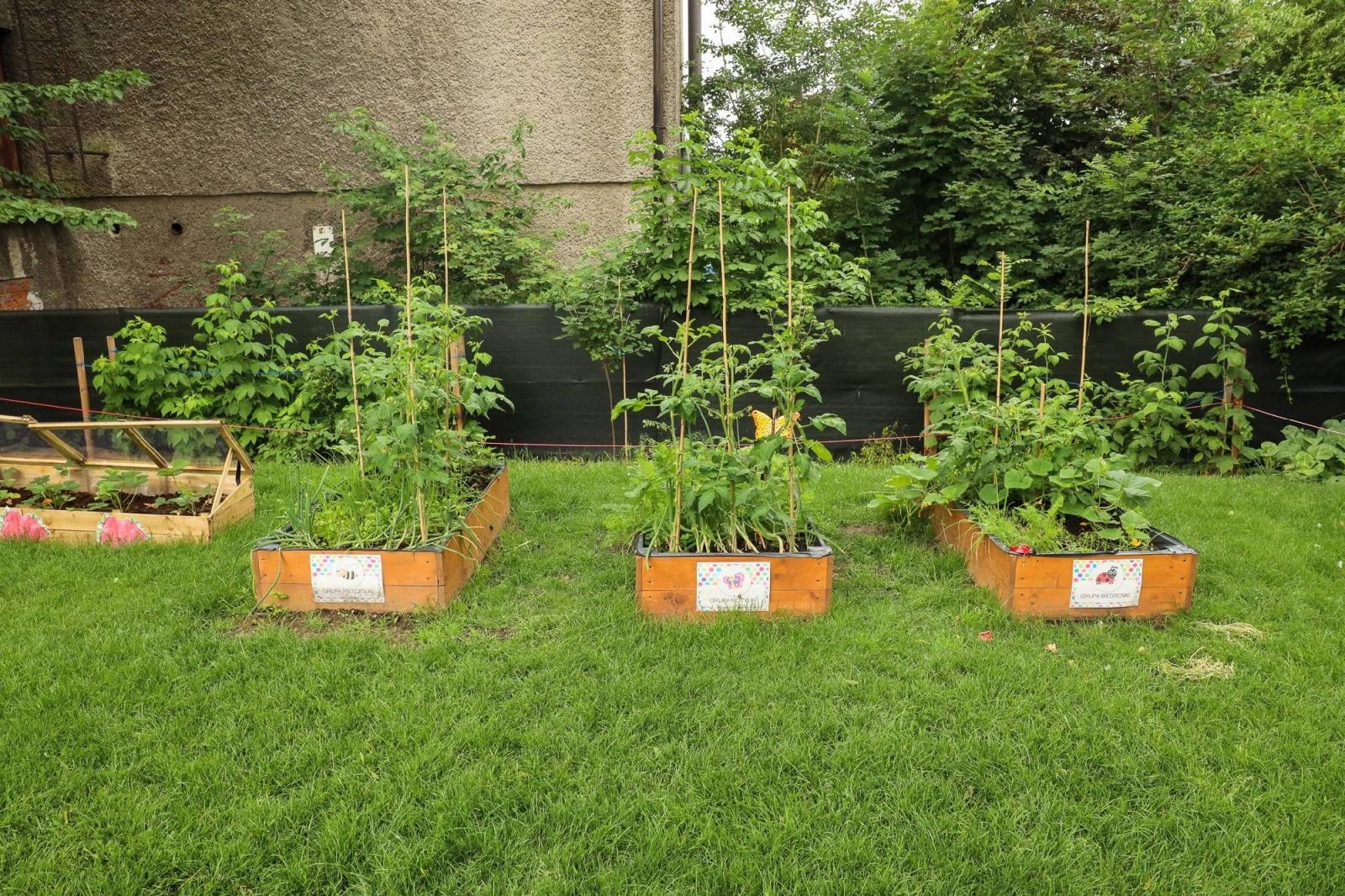 Zdjęcie w galerii na portalu naszraciborz.pl: Obfite zbiory warzyw i owoców w Przedszkolu nr 16 i ZSP nr 4 wiadomości z regionu