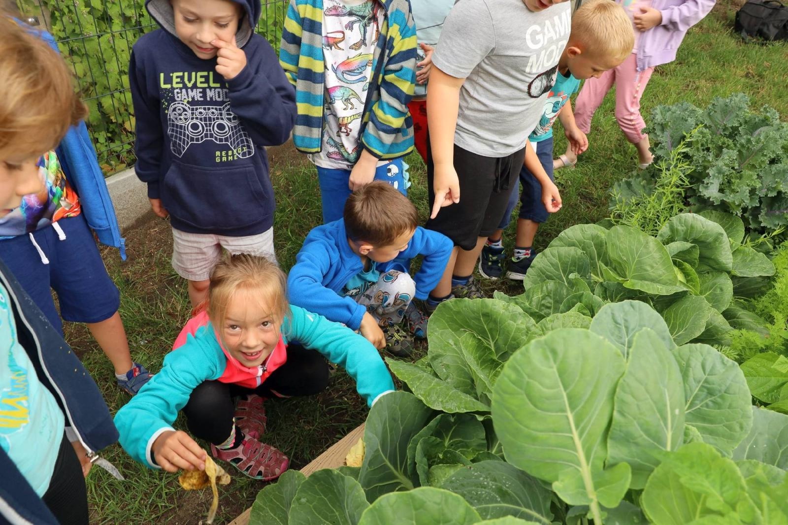 Zdjęcie w galerii na portalu naszraciborz.pl: Obfite zbiory warzyw i owoców w Przedszkolu nr 16 i ZSP nr 4 wiadomości z regionu