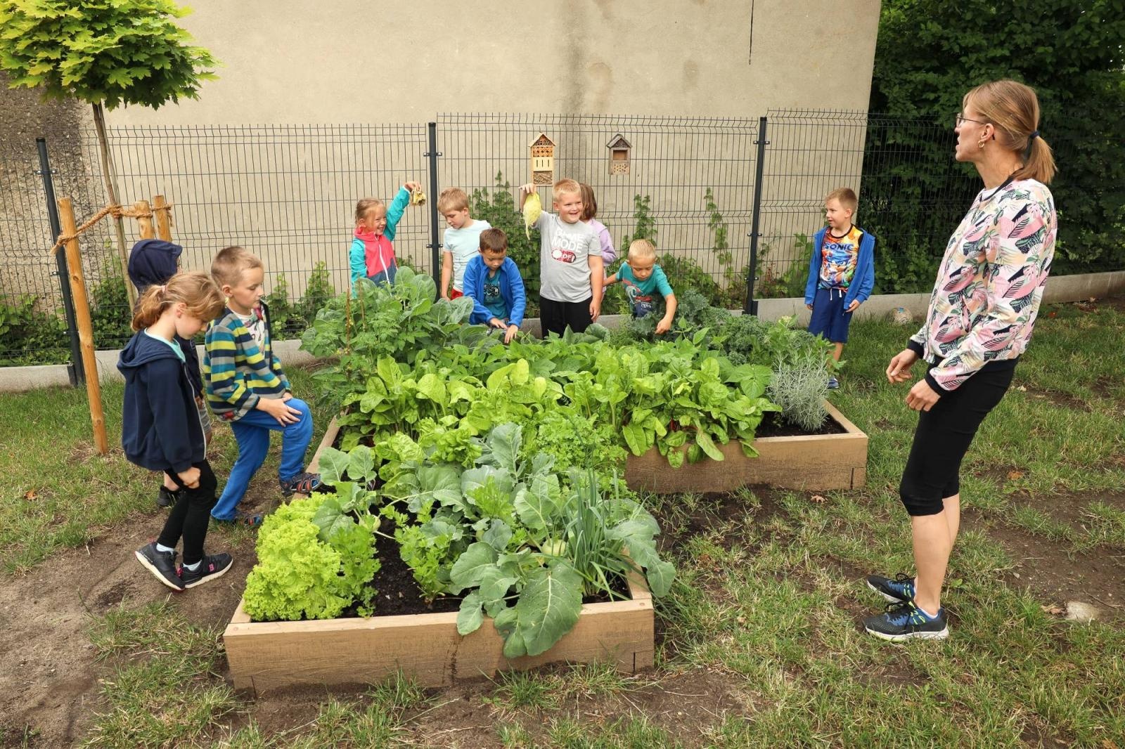 Zdjęcie w galerii na portalu naszraciborz.pl: Obfite zbiory warzyw i owoców w Przedszkolu nr 16 i ZSP nr 4 wiadomości z regionu