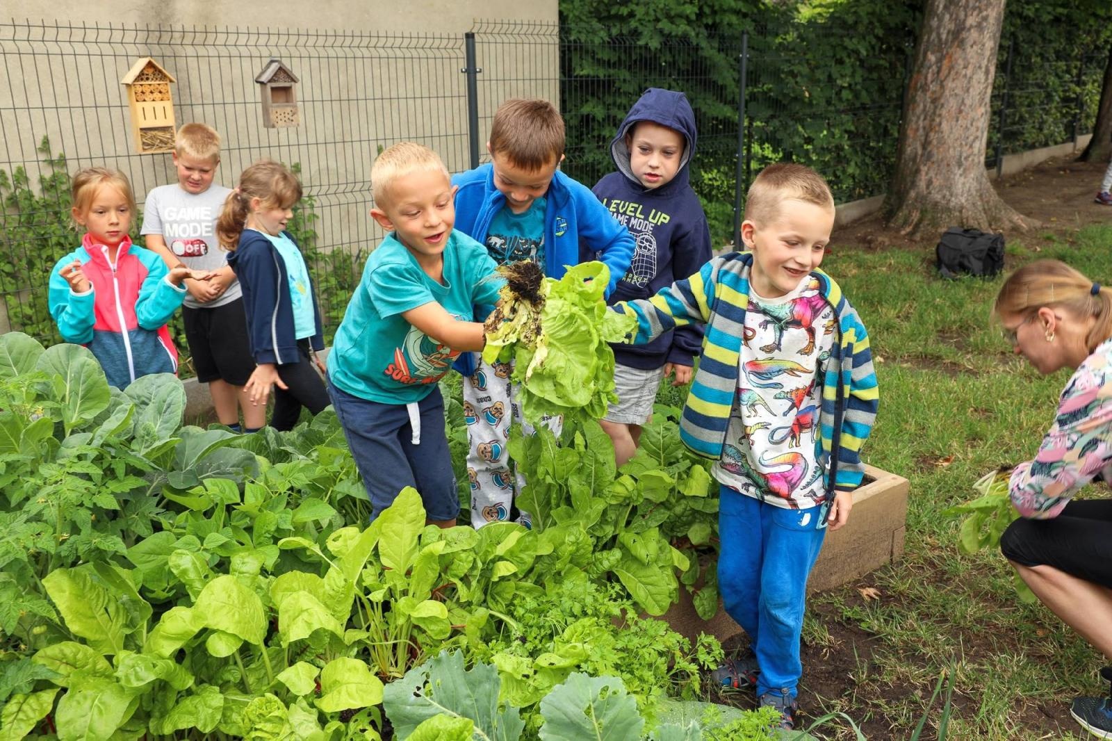 Zdjęcie w galerii na portalu naszraciborz.pl: Obfite zbiory warzyw i owoców w Przedszkolu nr 16 i ZSP nr 4 wiadomości z regionu