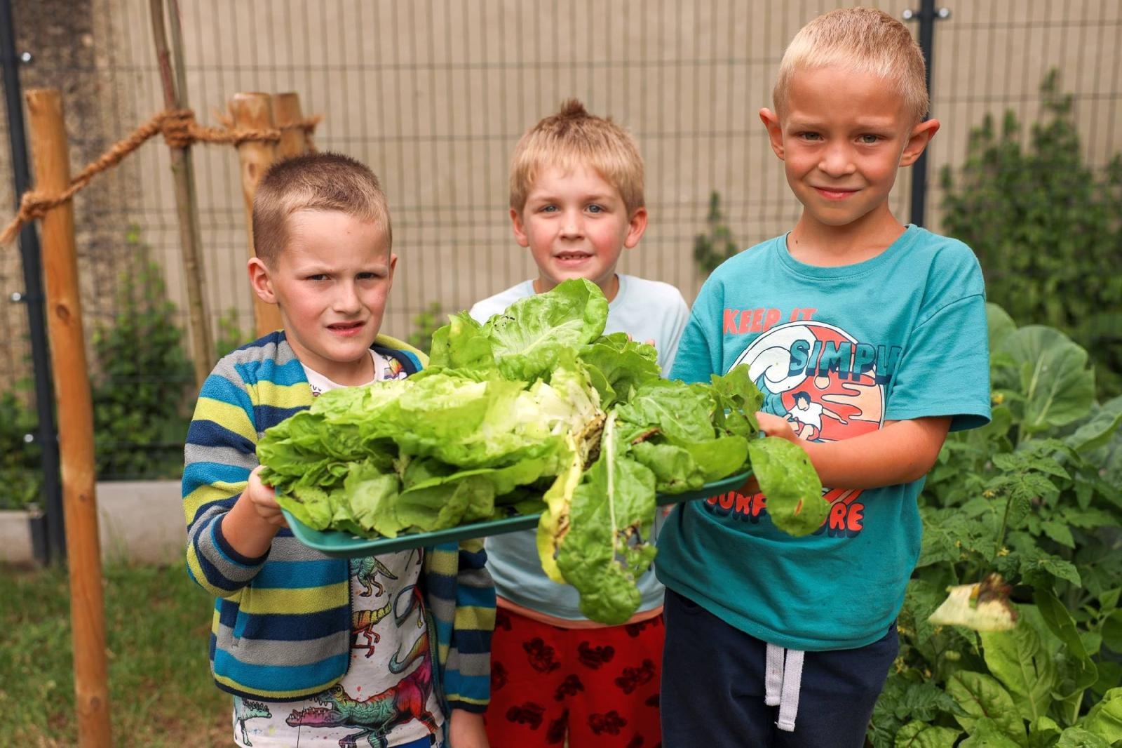 Zdjęcie w galerii na portalu naszraciborz.pl: Obfite zbiory warzyw i owoców w Przedszkolu nr 16 i ZSP nr 4 wiadomości z regionu