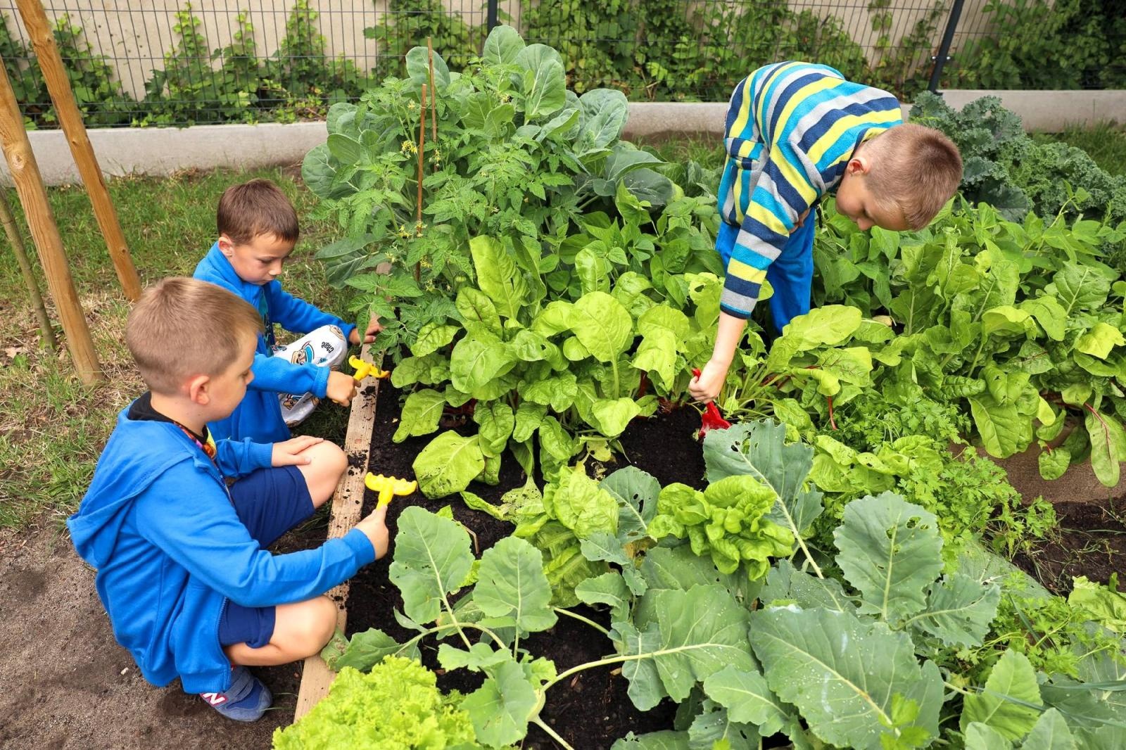 Zdjęcie w galerii na portalu naszraciborz.pl: Obfite zbiory warzyw i owoców w Przedszkolu nr 16 i ZSP nr 4 wiadomości z regionu