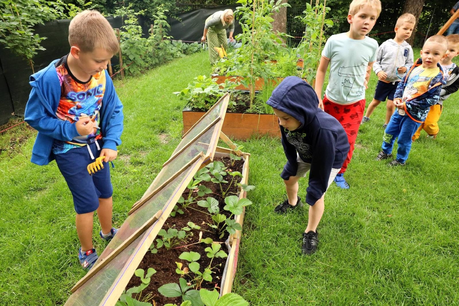 Zdjęcie w galerii na portalu naszraciborz.pl: Obfite zbiory warzyw i owoców w Przedszkolu nr 16 i ZSP nr 4 wiadomości z regionu