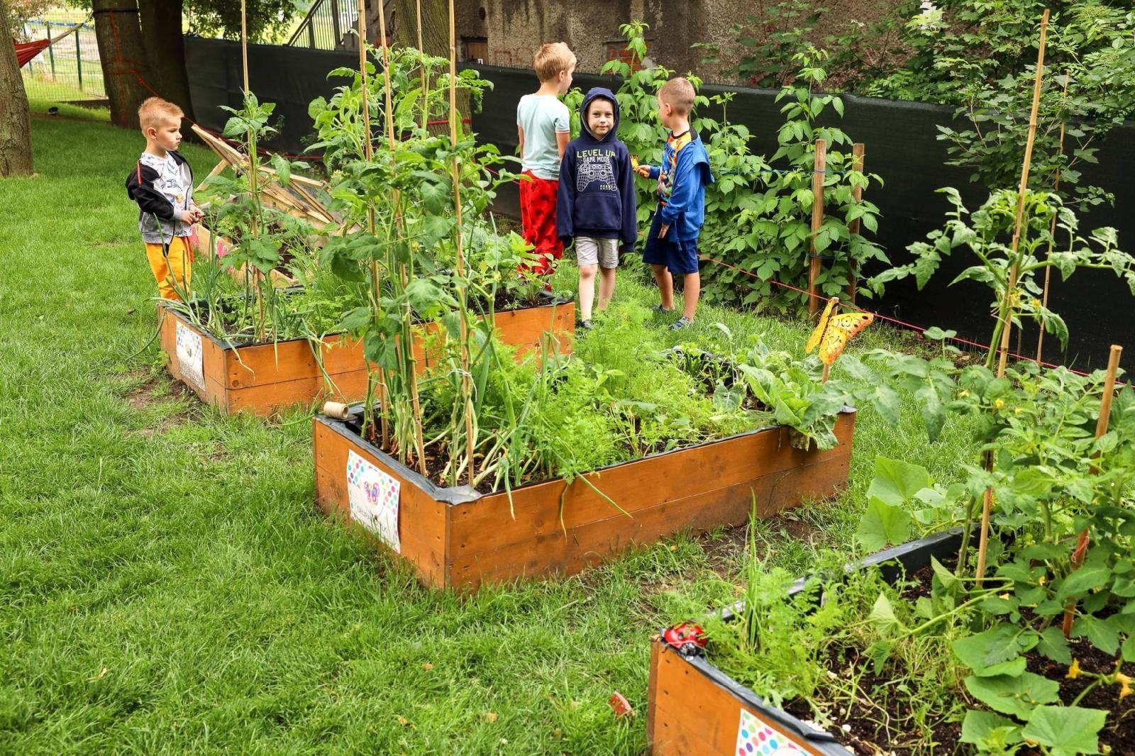 Zdjęcie w galerii na portalu naszraciborz.pl: Obfite zbiory warzyw i owoców w Przedszkolu nr 16 i ZSP nr 4 wiadomości z regionu