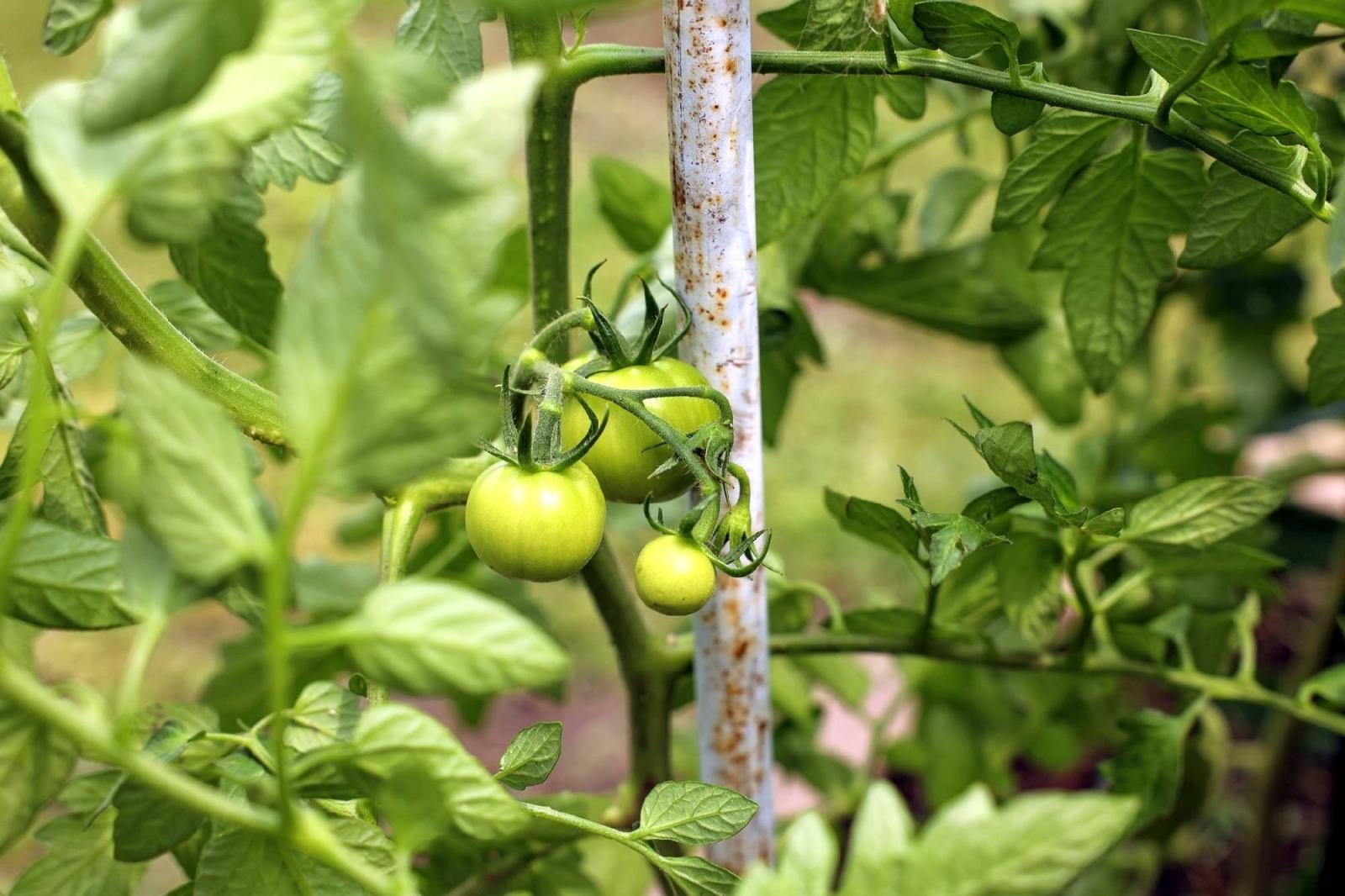 Zdjęcie w galerii na portalu naszraciborz.pl: Obfite zbiory warzyw i owoców w Przedszkolu nr 16 i ZSP nr 4 wiadomości z regionu